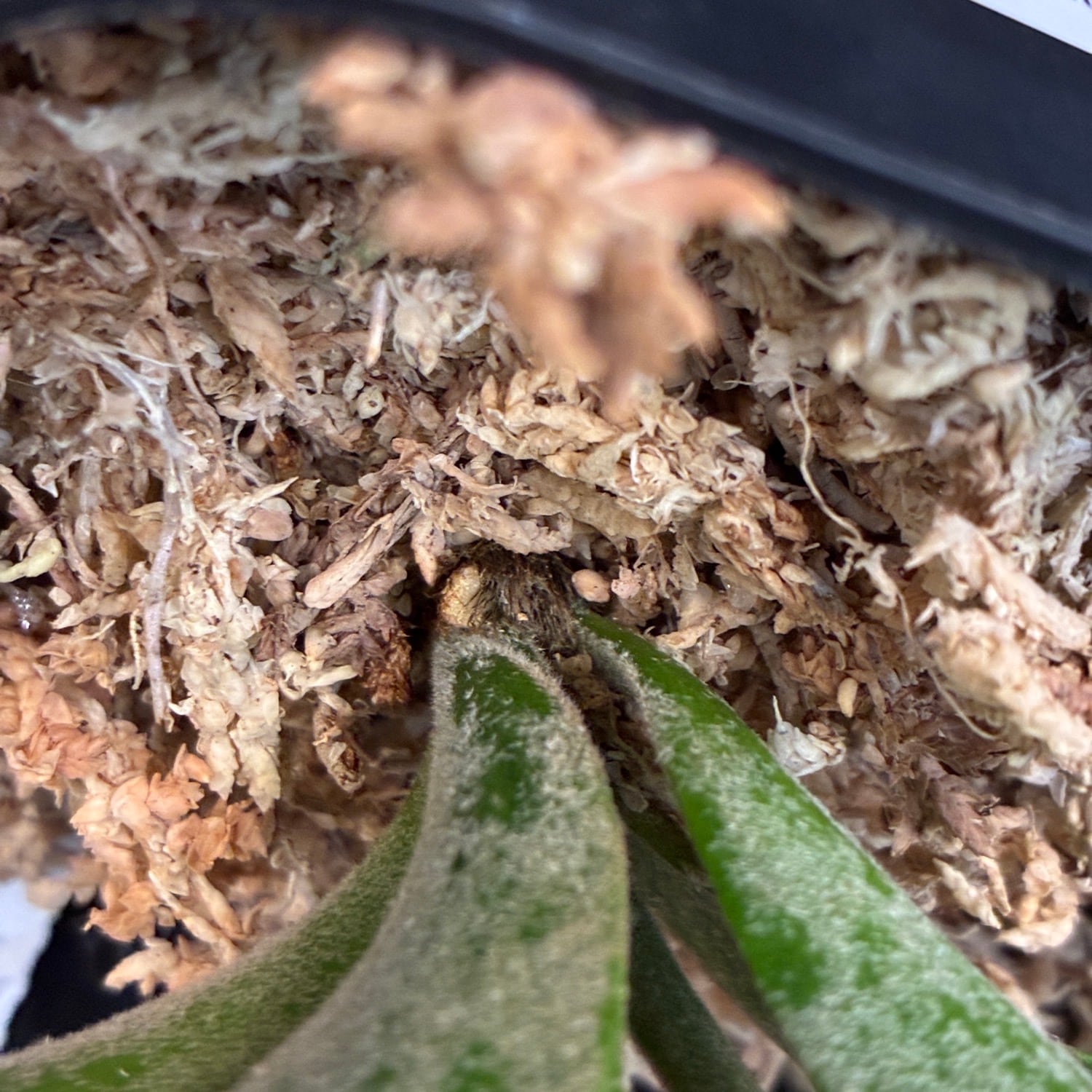UJ】ビカクシダ ジェニー P. willinckii 'Golden Boy' Spore【885