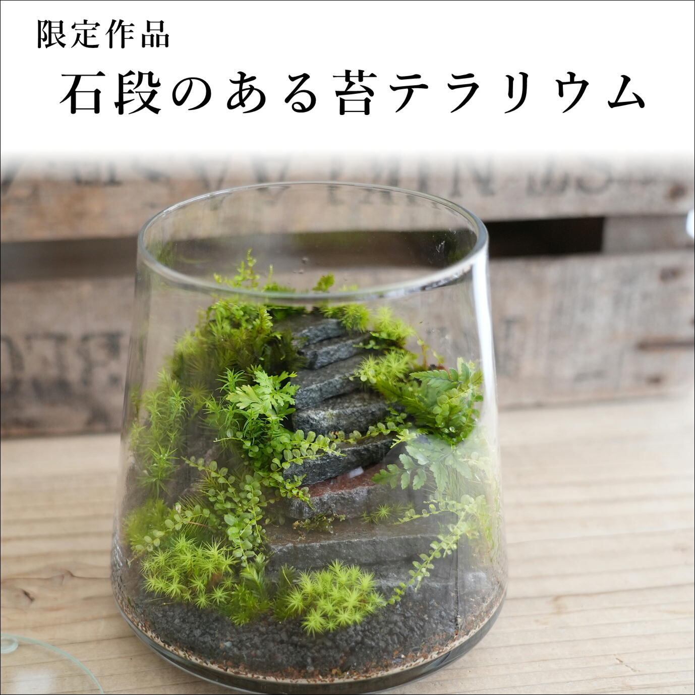 新春福袋22 テラリウム 寄せ植え サボテン 多肉植物 Swissblu Com
