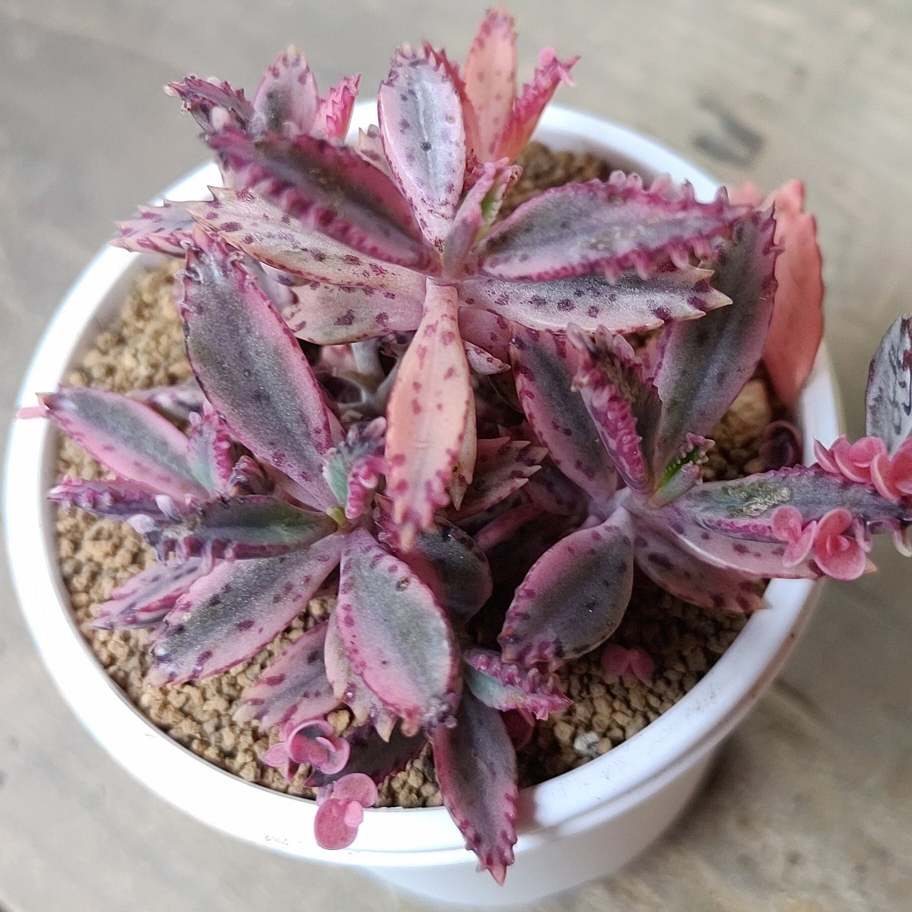 錦 | RuPo 多肉植物専門店