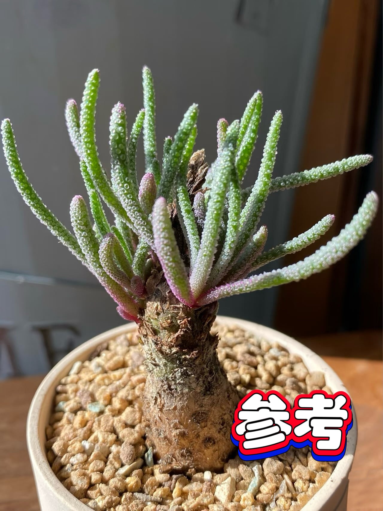 02トニー産!子株アガベ チタノタ 白火焔 Agave titanota 'White Fire
