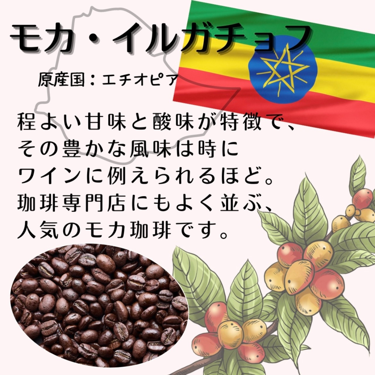 ●モカ・イルガチョフ (エチオピア)800ｇセット