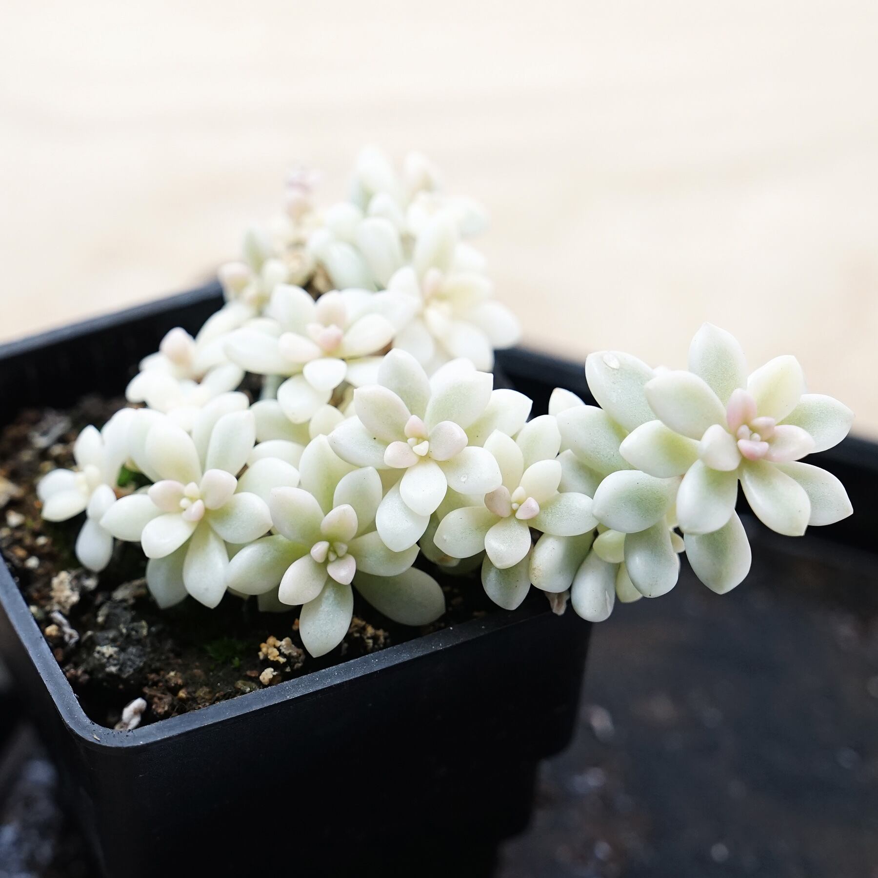 多肉植物 姫秋麗 抜き苗 ほどよく