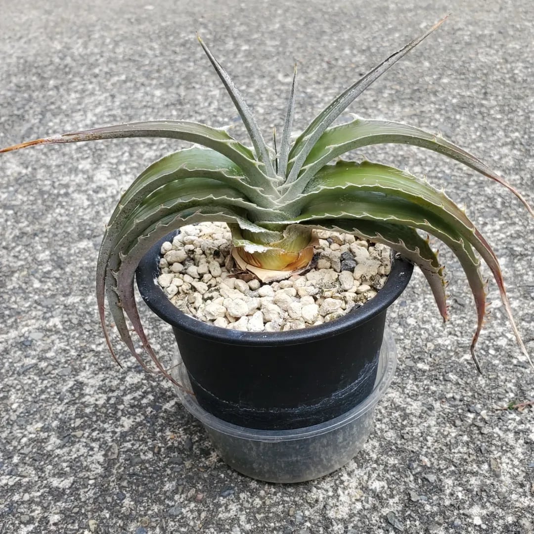 F00264_【PS1】Dyckia estevesii Hybrid：ディッキア・ハイブリッド