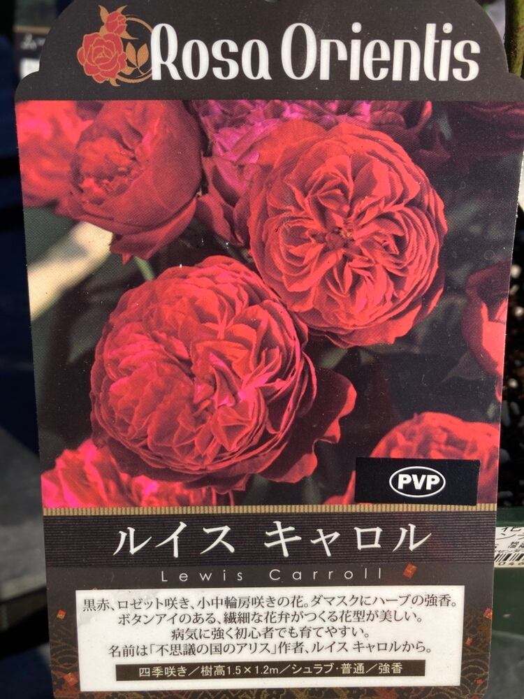 バラ苗 | 日本ライン花木センター