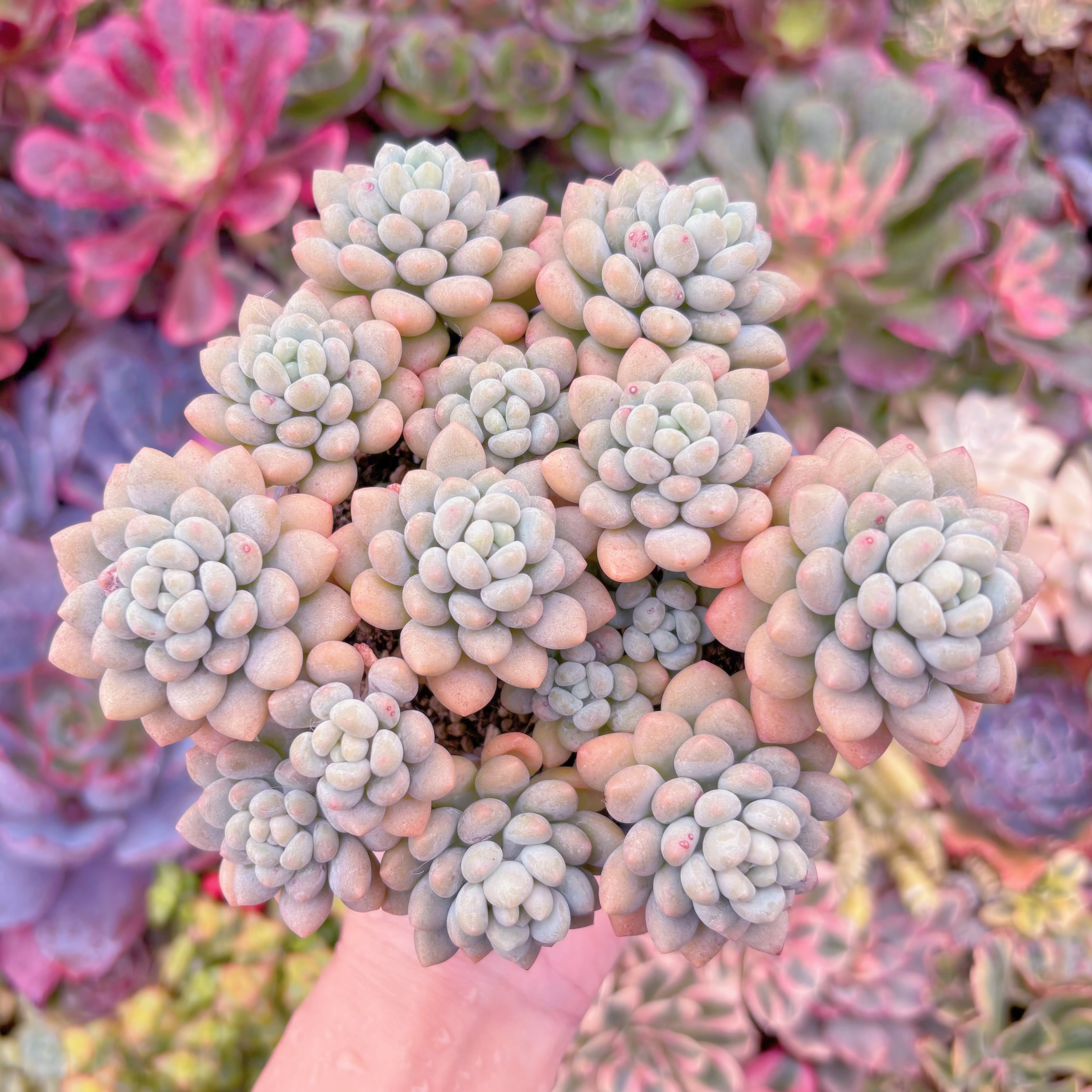 現品　ロココ#829　群生　新入荷　るる農園