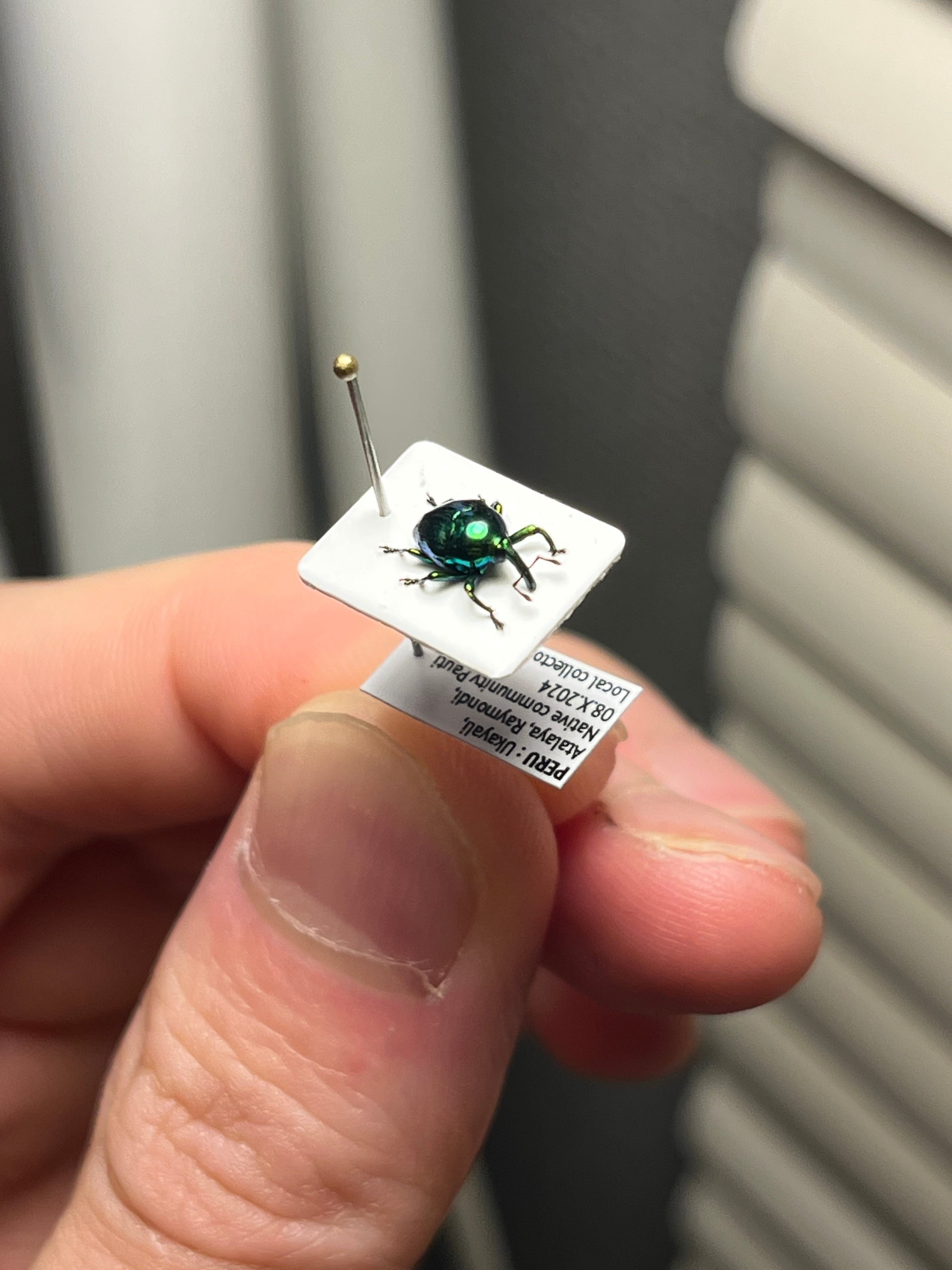 【属内最高峰】ホウセキヒメカタゾウムシ コブハムシ タマムシ 超美麗種 昆虫標本 7mm】緑ホウセキヒメカタゾウムシ 目玉！超美麗種 Eurhinus sp. 大粒