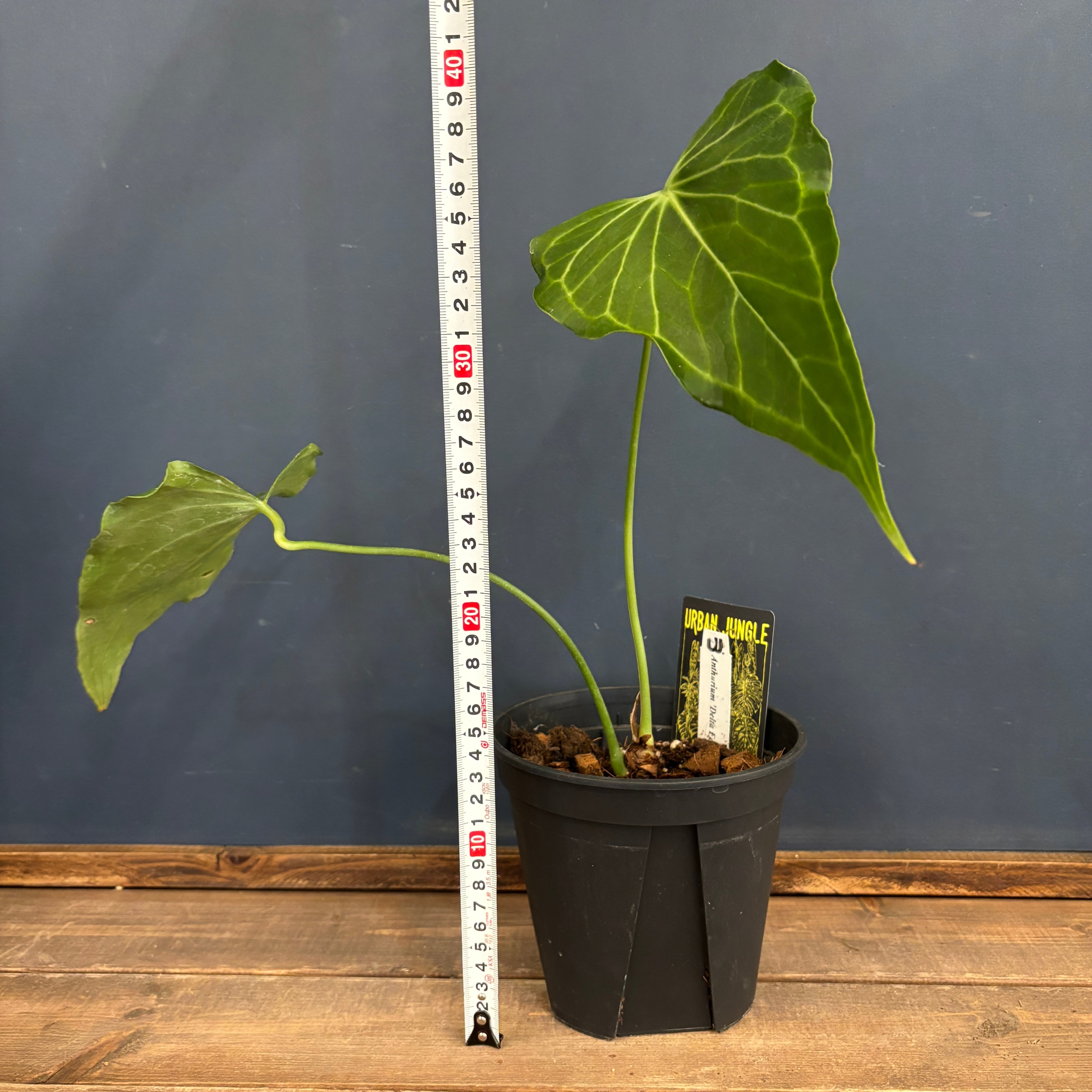 アンスリウム デルタフォース【786】 | PROTOLEAF プロトリーフ