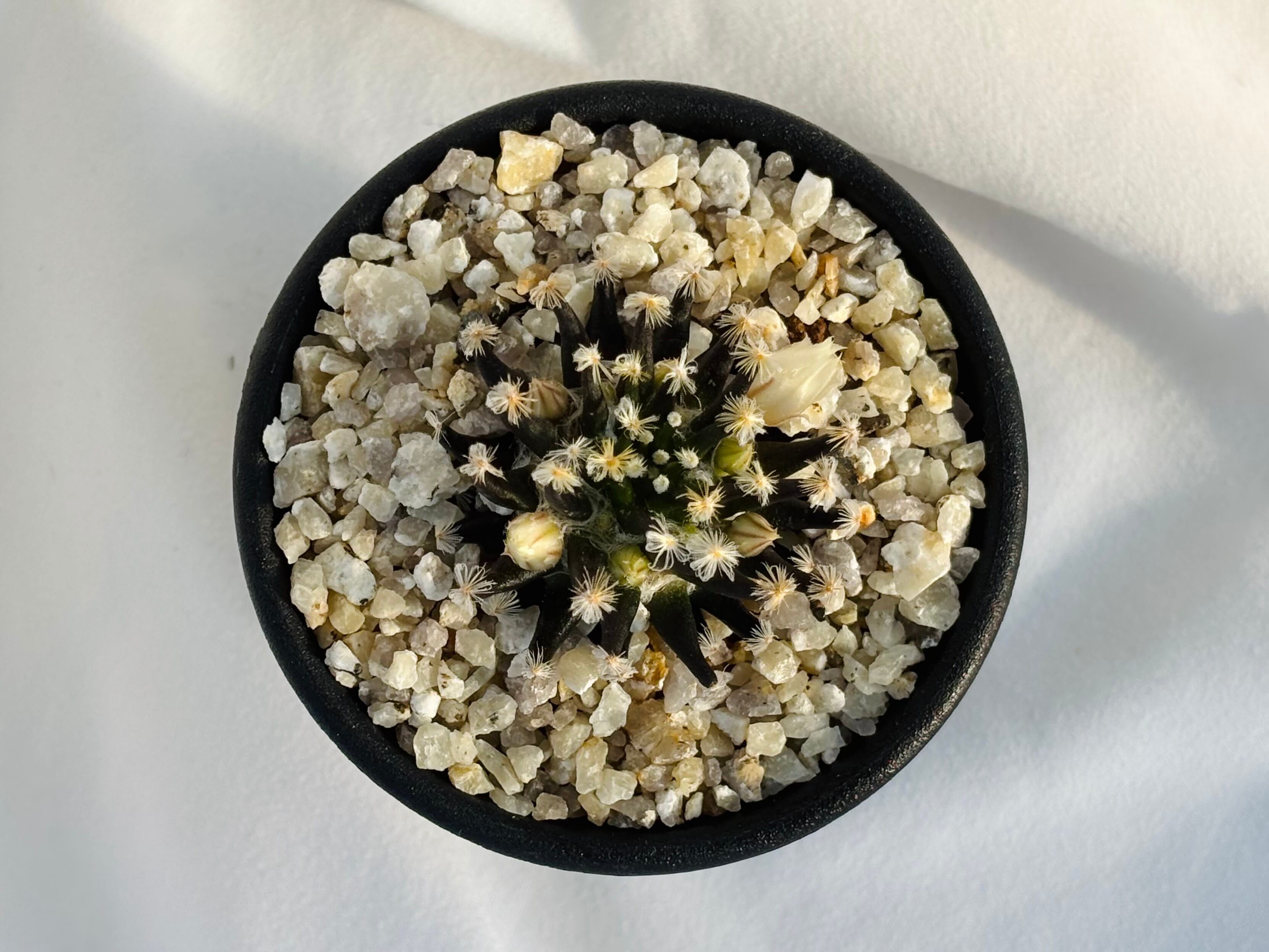 Mammillaria schiedeana マミラリア 黒肌明星 サボテン | plants MARU