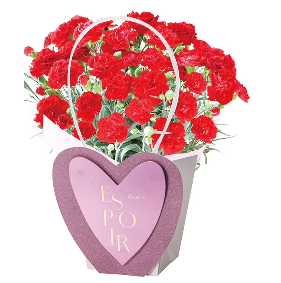 28- カーネーション鉢-Red | Strawberry Fields
