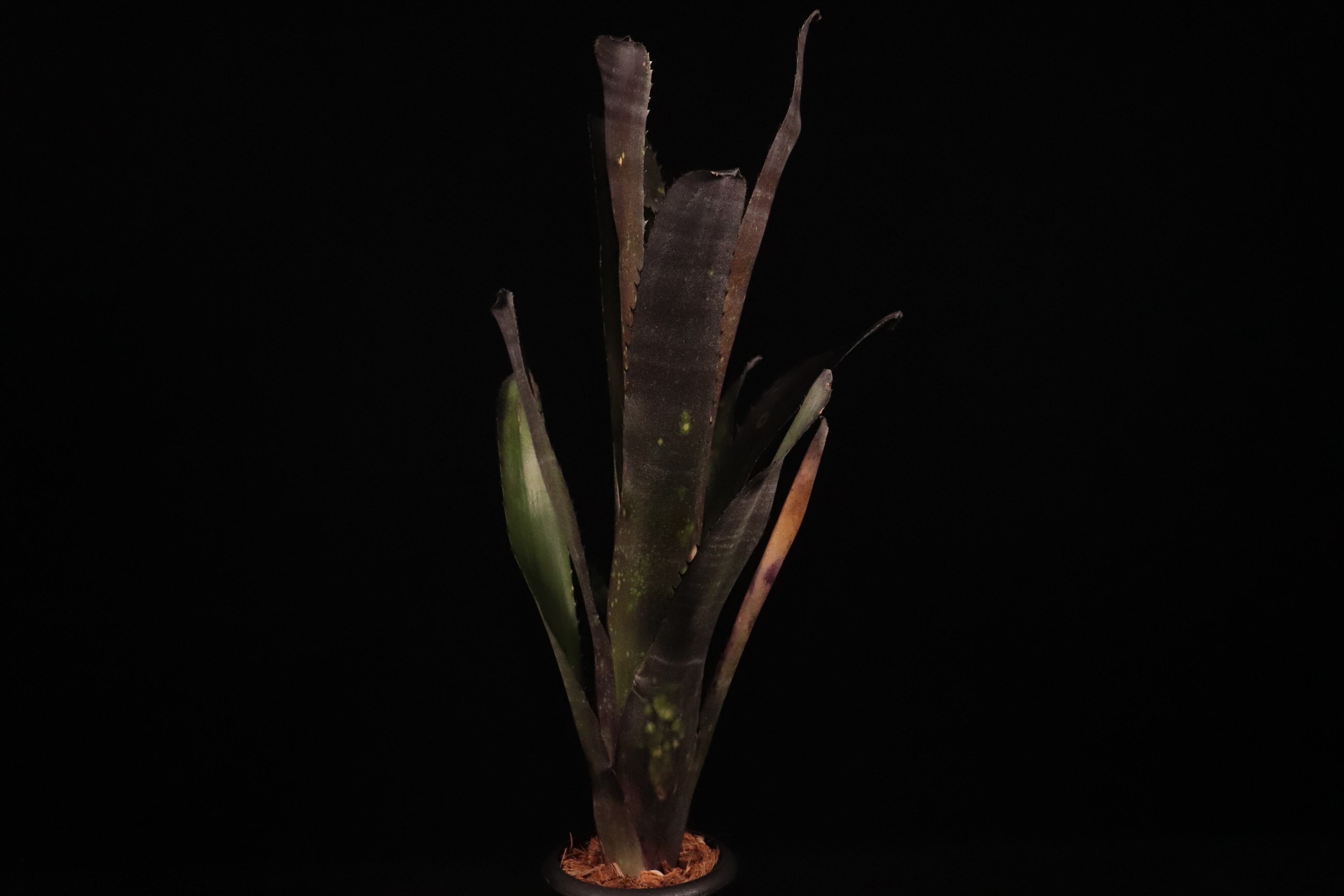reserved】Billbergia 'Dark Prince'〔ビルベルギア〕現品発送B0276
