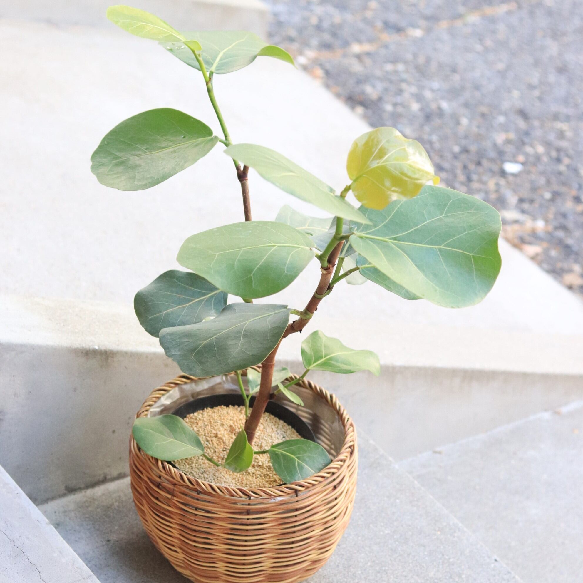 グリーン】シーグレープ | ジーフラットインテリアショップ | online shop