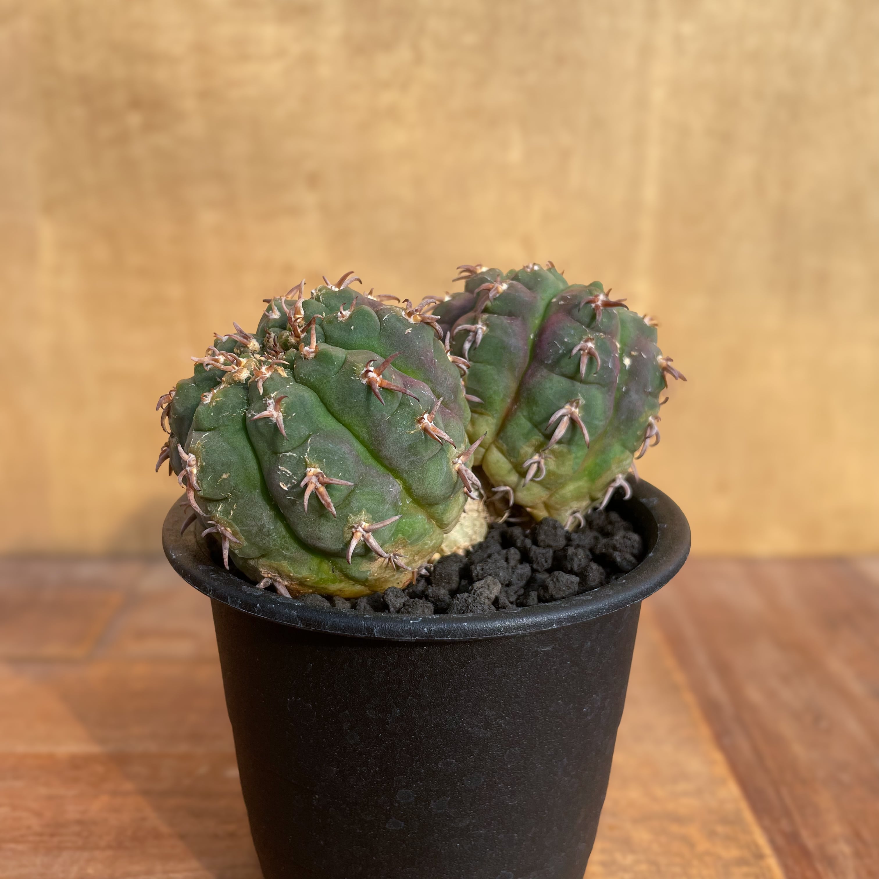 サボテン 短棘天平丸 綴化 接ぎ木 【公式通販】