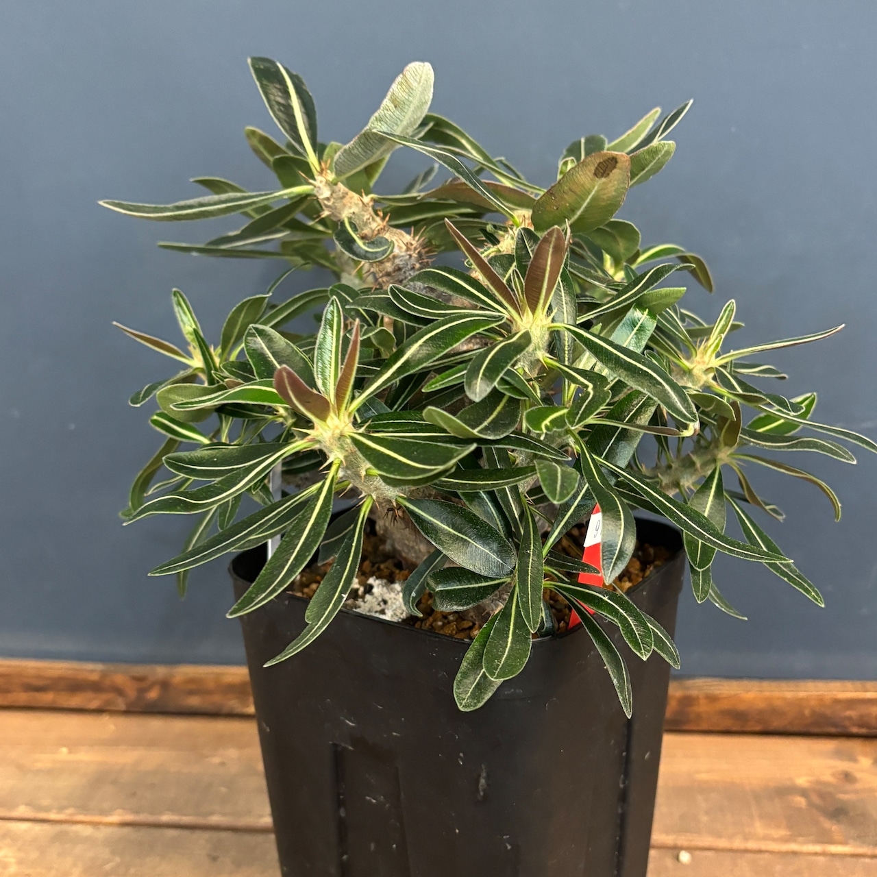 【クリアランス】パキポディウム カクチペス【976】