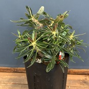 【クリアランス】パキポディウム カクチペス【976】