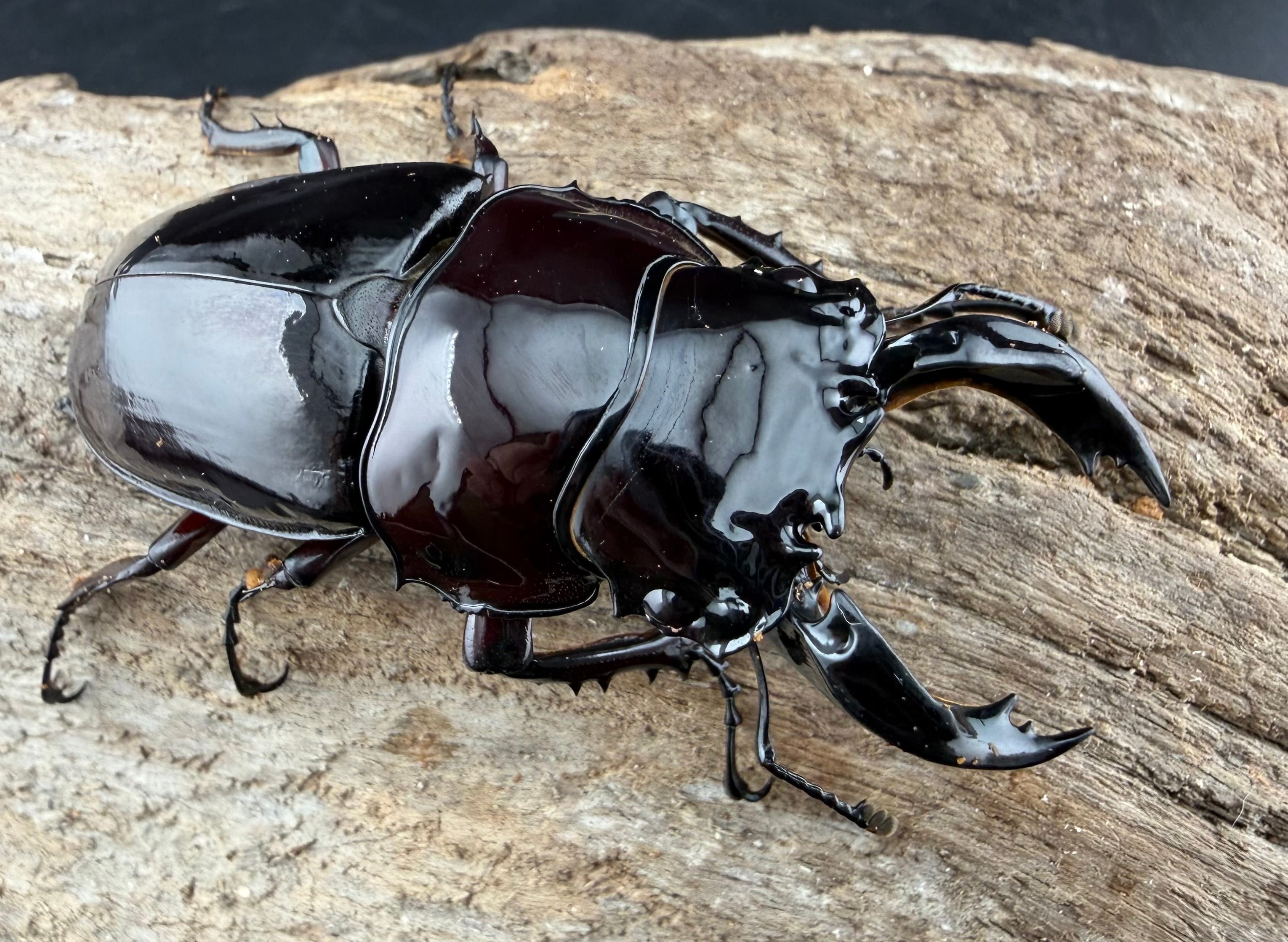 赤レギウスオオツヤクワガタ 66.5mm ♂単》 | KPW公式オンラインショップ