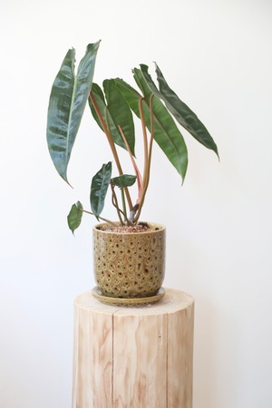 フィロデンドロン ビレッティア/Philodendron ※陶器鉢付き