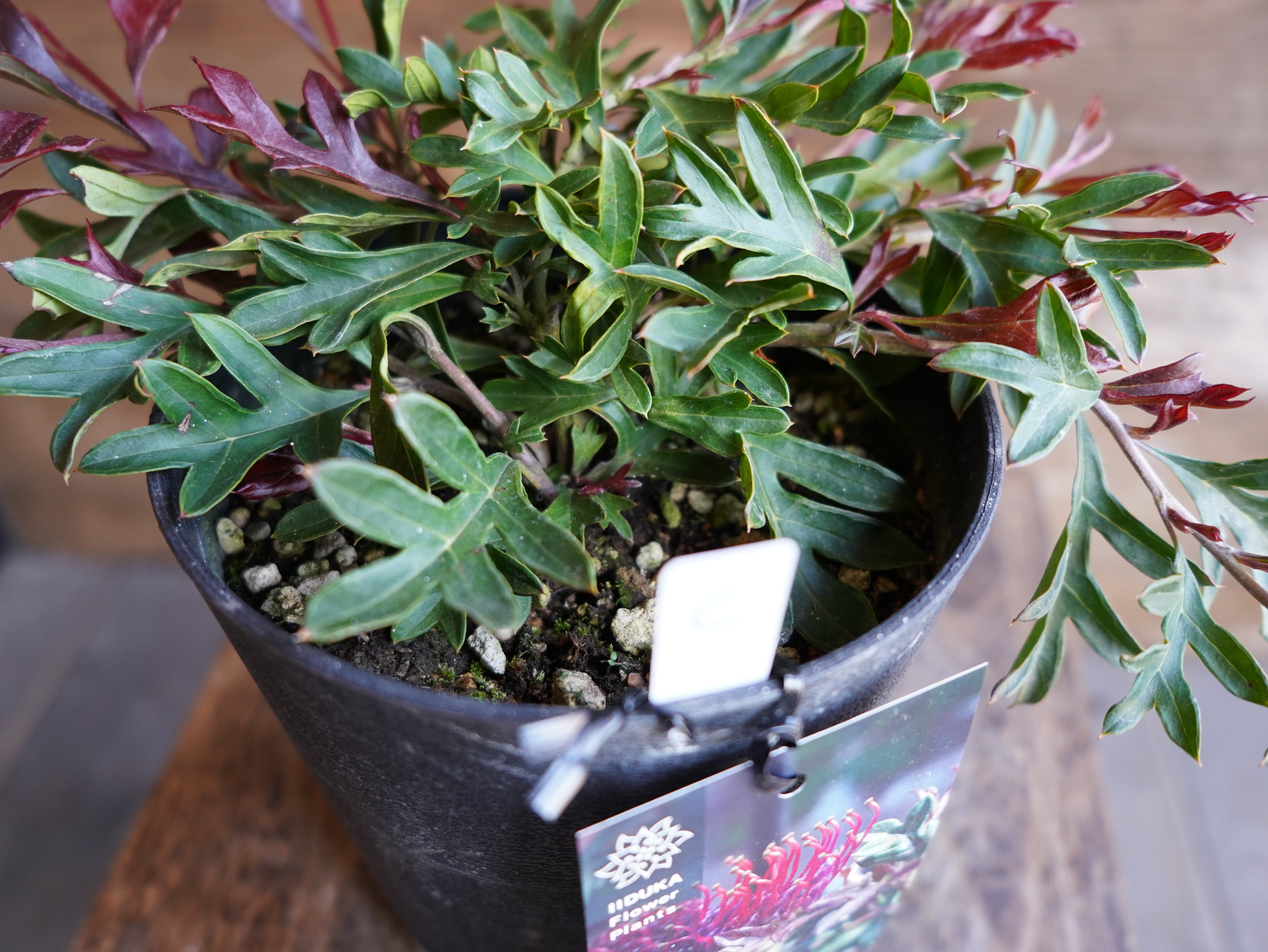 【現物】グレビレア　"ガウディチャウディ"　C