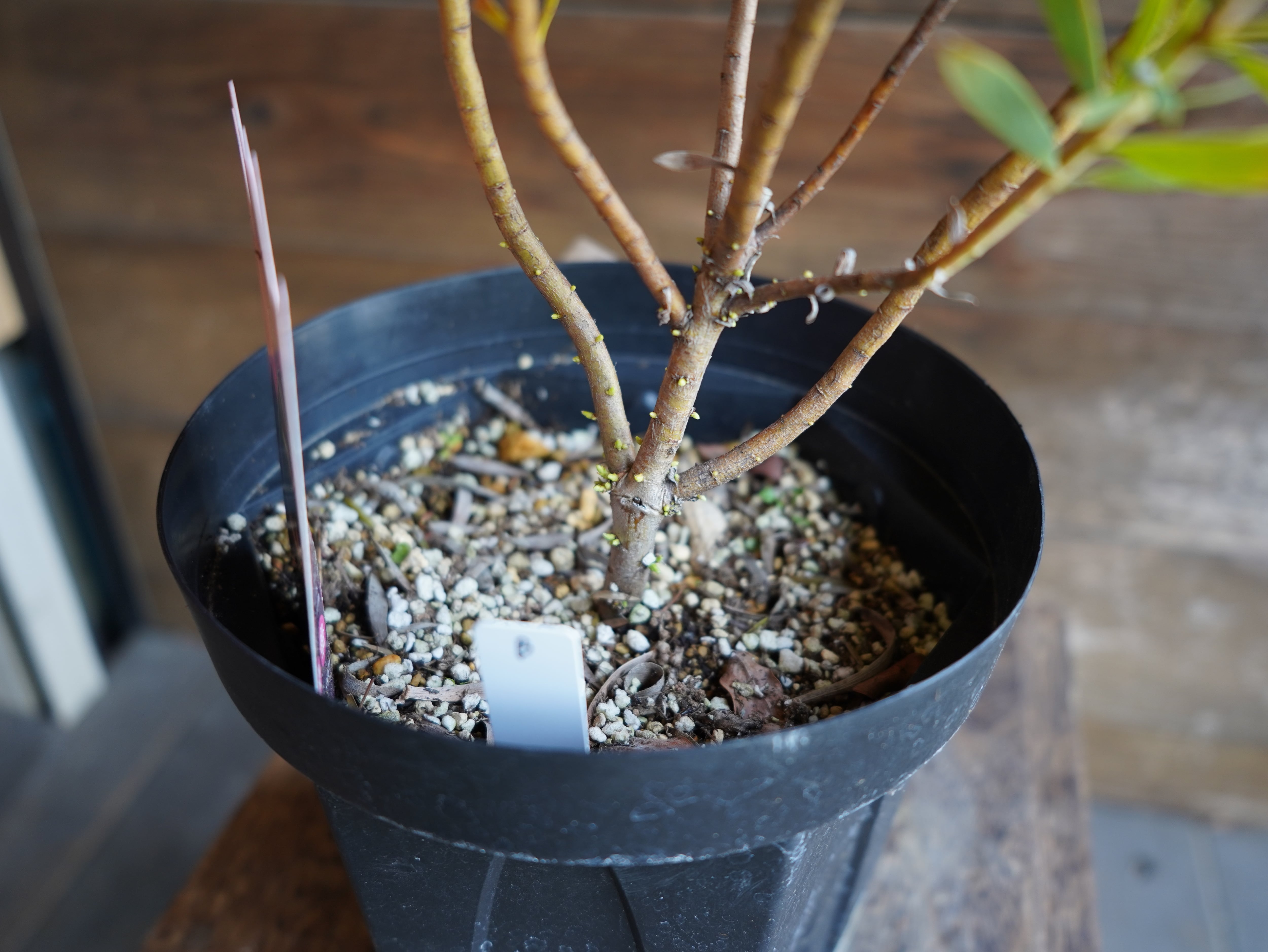 【現物】リューカデンドロン ”Cream Delight” 6号 B