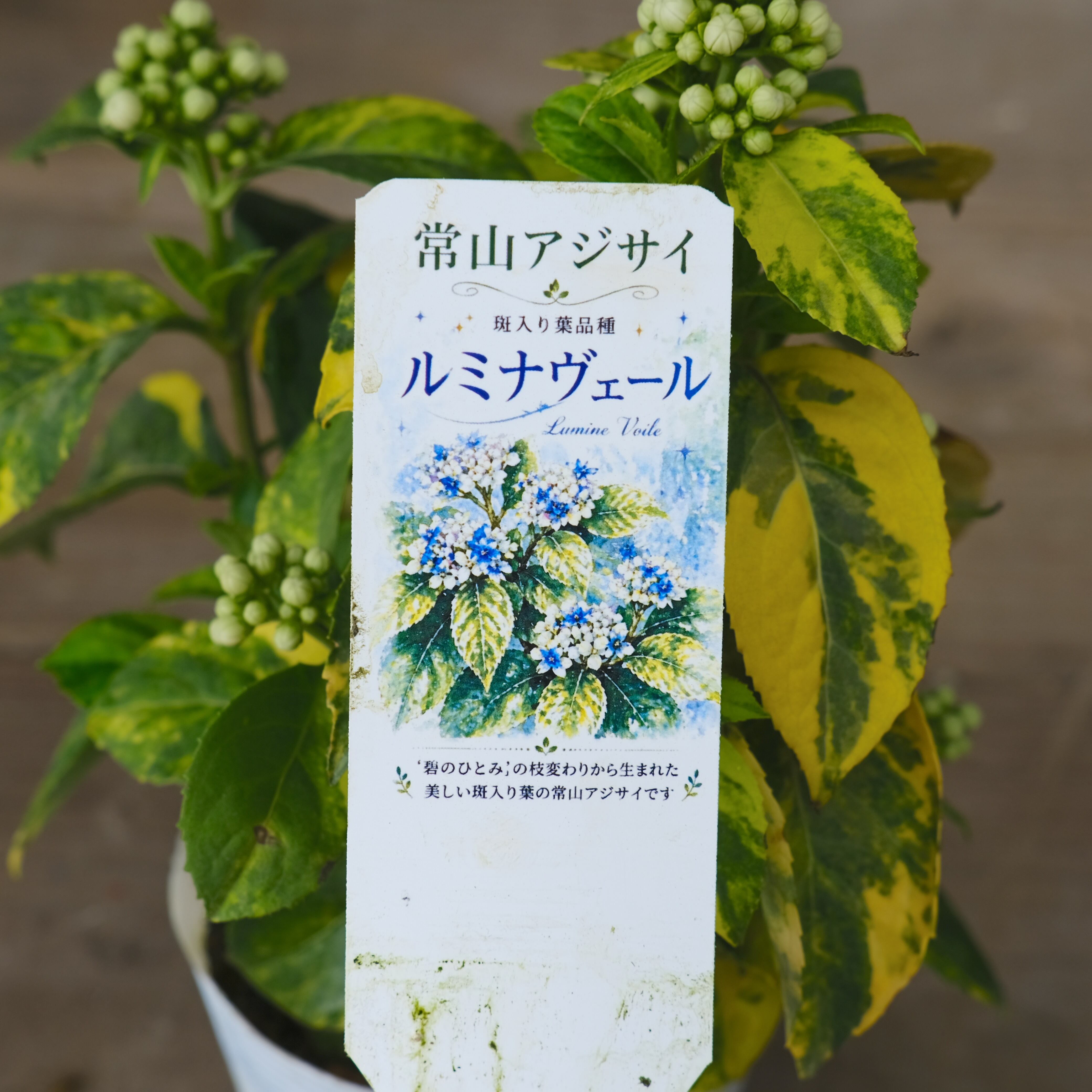 常山アジサイ「碧のひとみの枝変わり品種」 《 斑入り ルミナヴェール