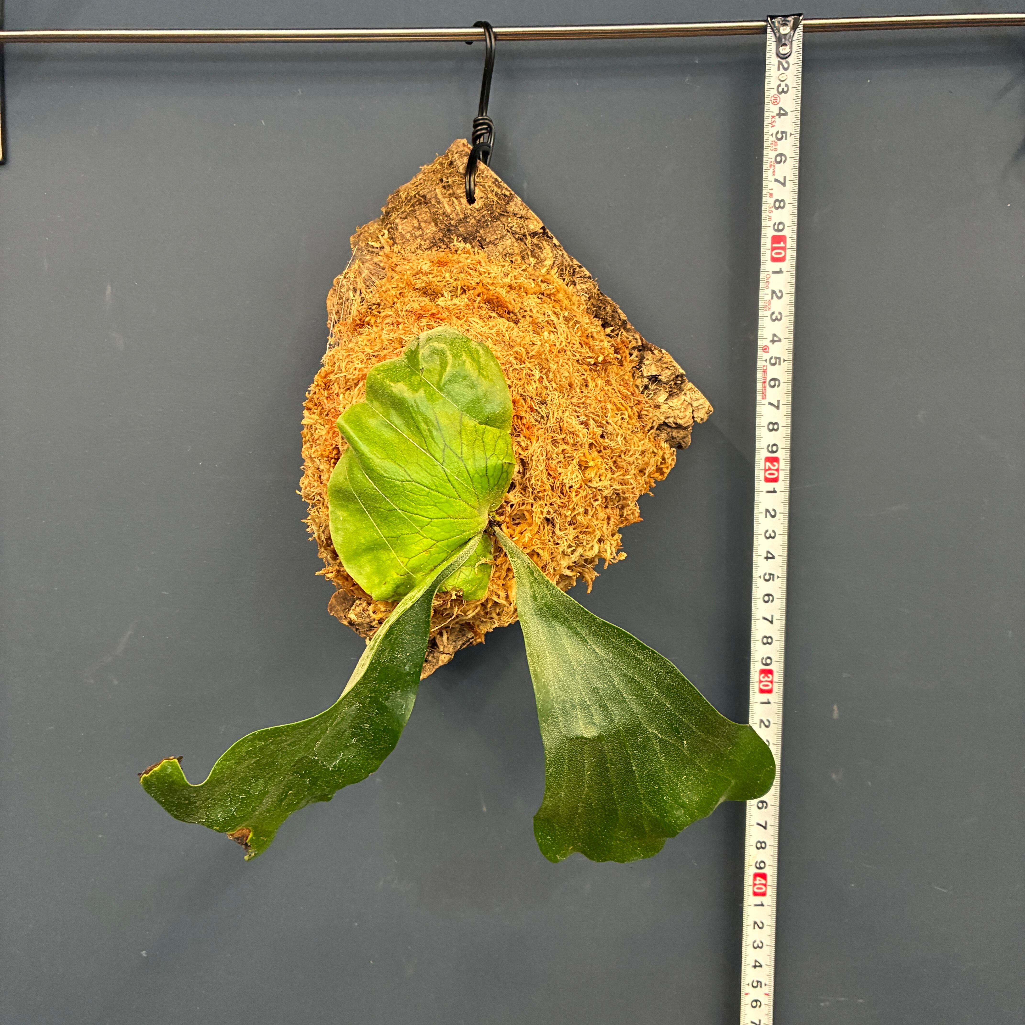 ビカクシダ Platycerium ellisii 板付（コルク）【891】 | PROTOLEAF