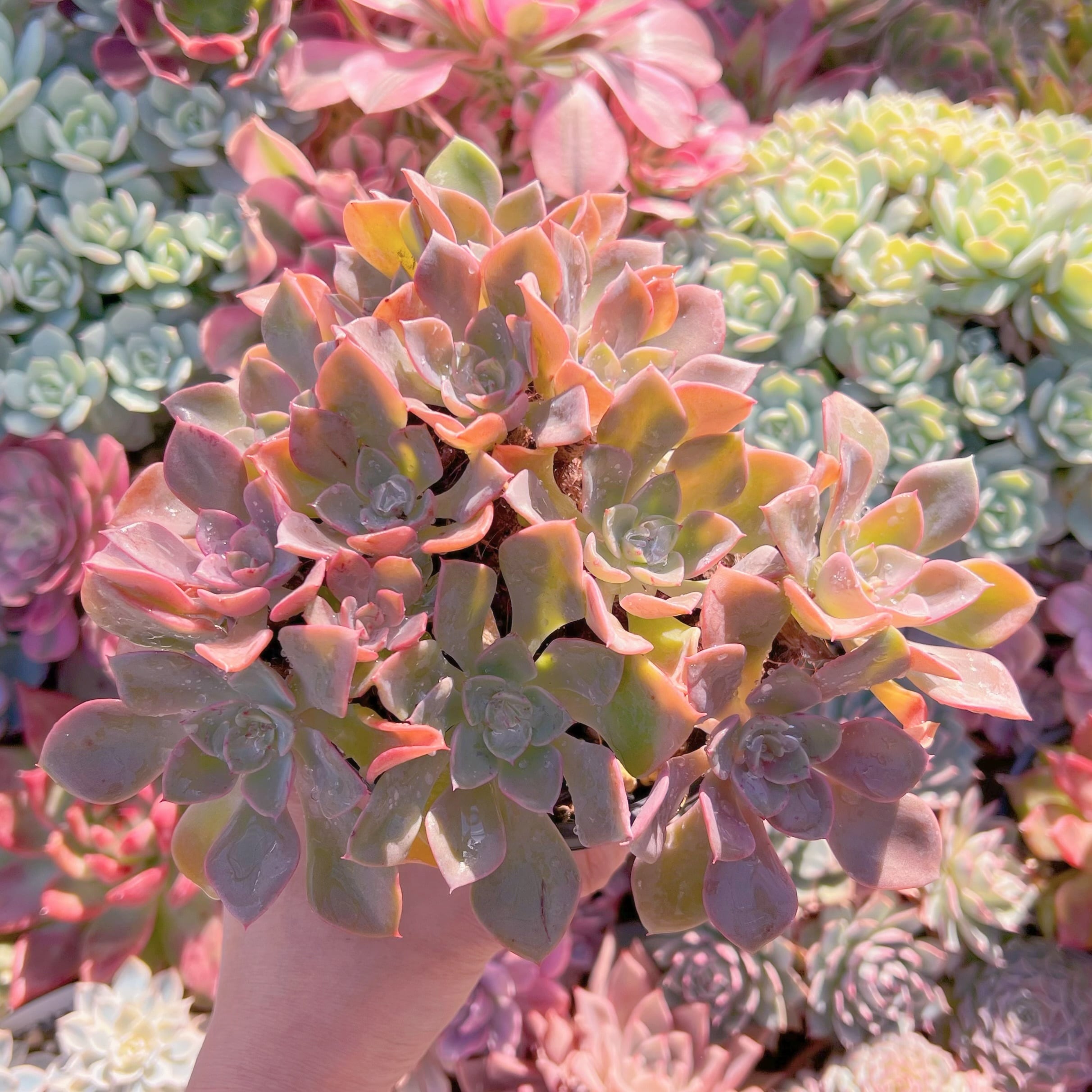 現品　レッドノーブル#705    大群生　新入荷