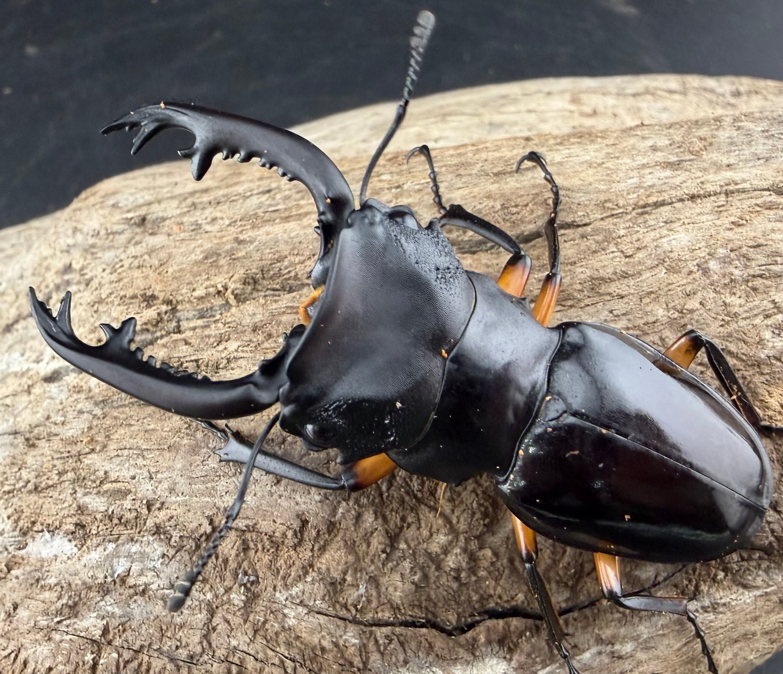 WD】《リノケロスフタマタクワガタ 87mm ペア》 | KPW公式オンライン