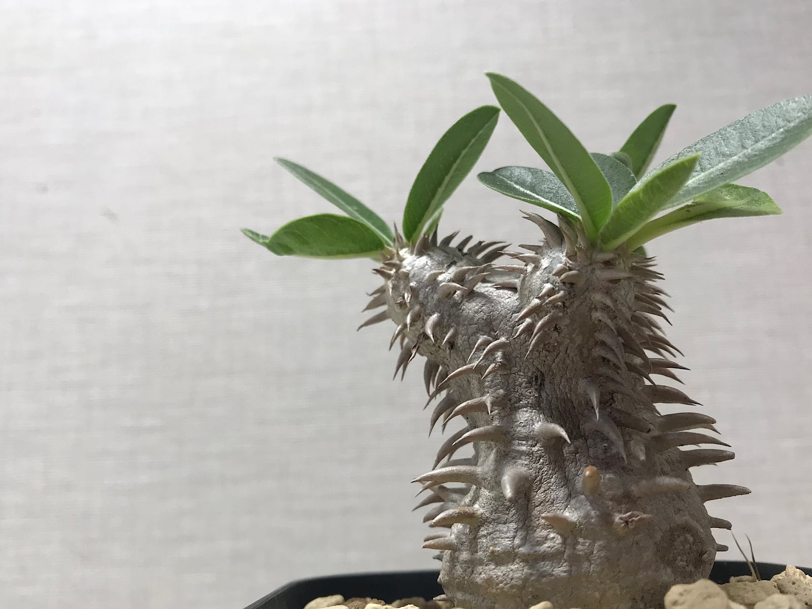 観葉植物〉サガリバナ 実生苗 | PAY ID