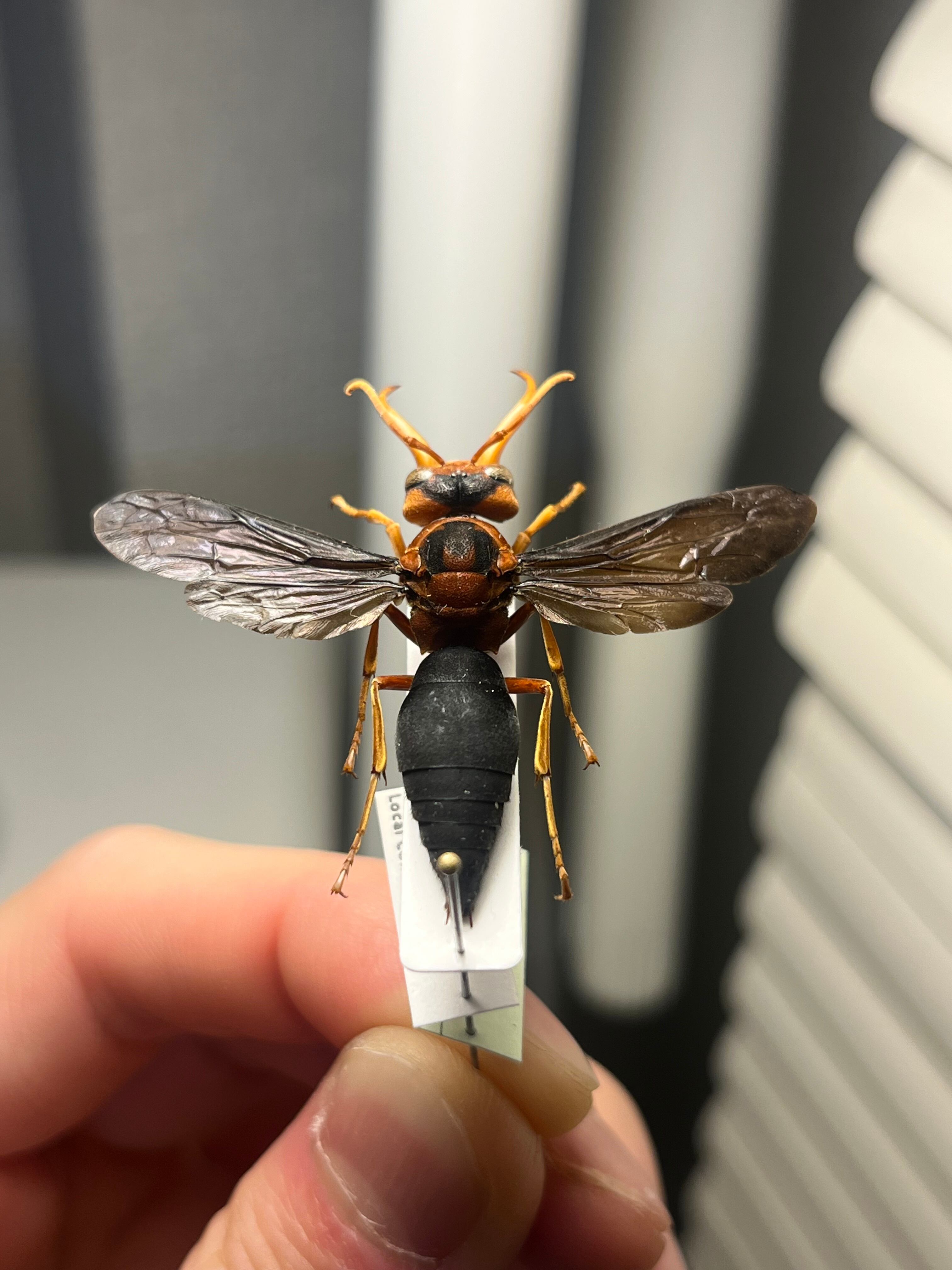 極美展足】オオキバドロバチ タランチュラホーク バードイータームカデ