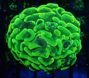 【現地買付】ParaAncora"GlowYellow" 1