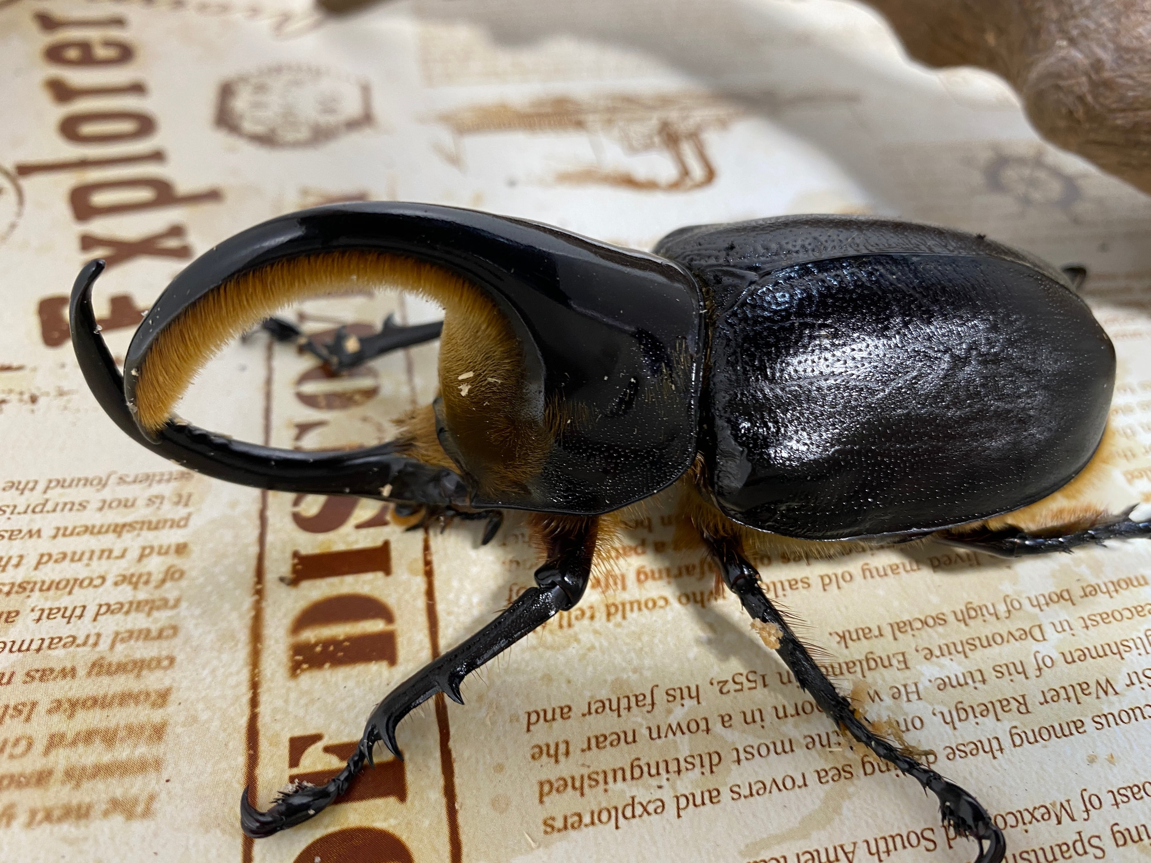 大型】 サタンオオカブト ペア 【ボリビアの黒い悪魔】 | KUWAGATA-PANDA