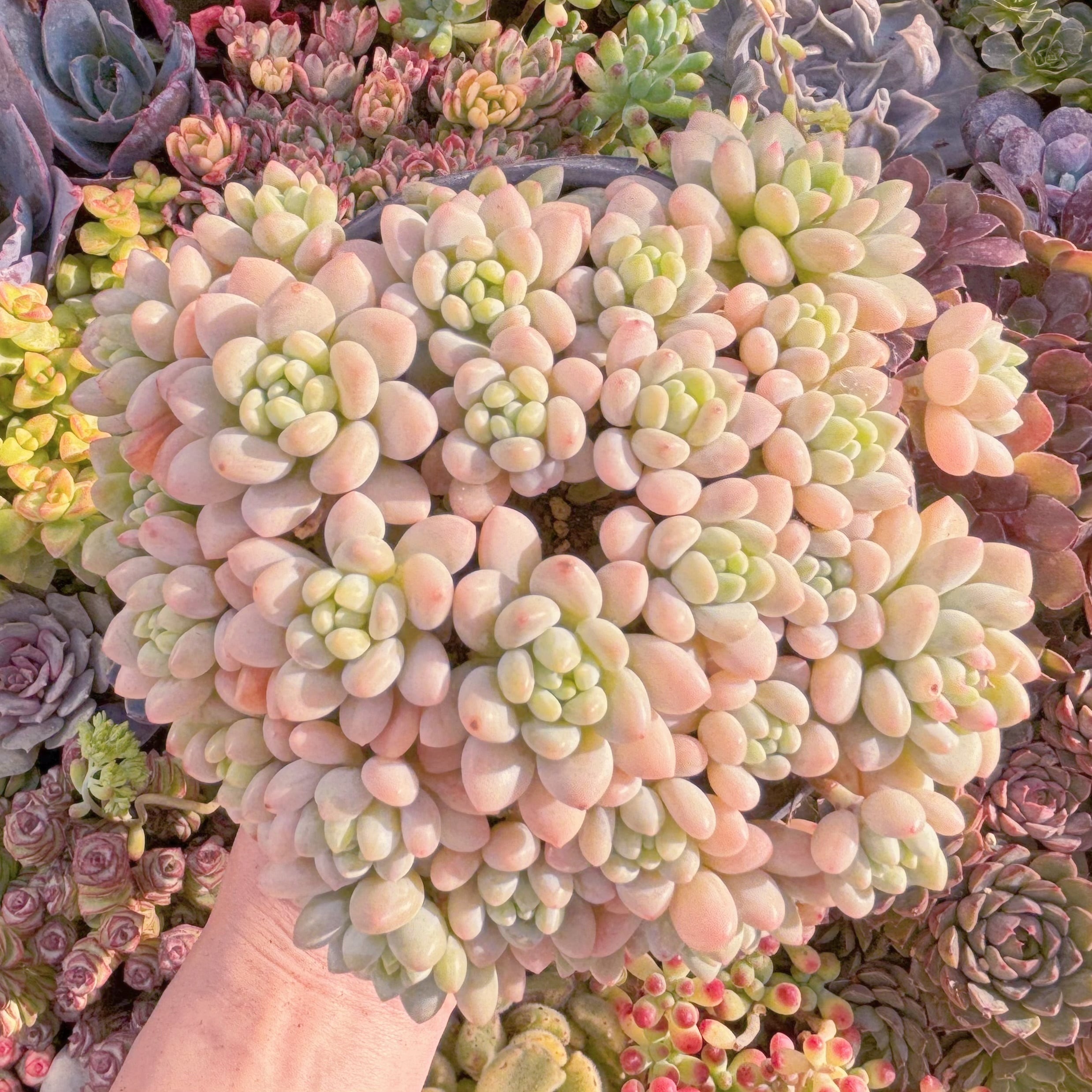 現品　キャビア#625　大群生　るる農園