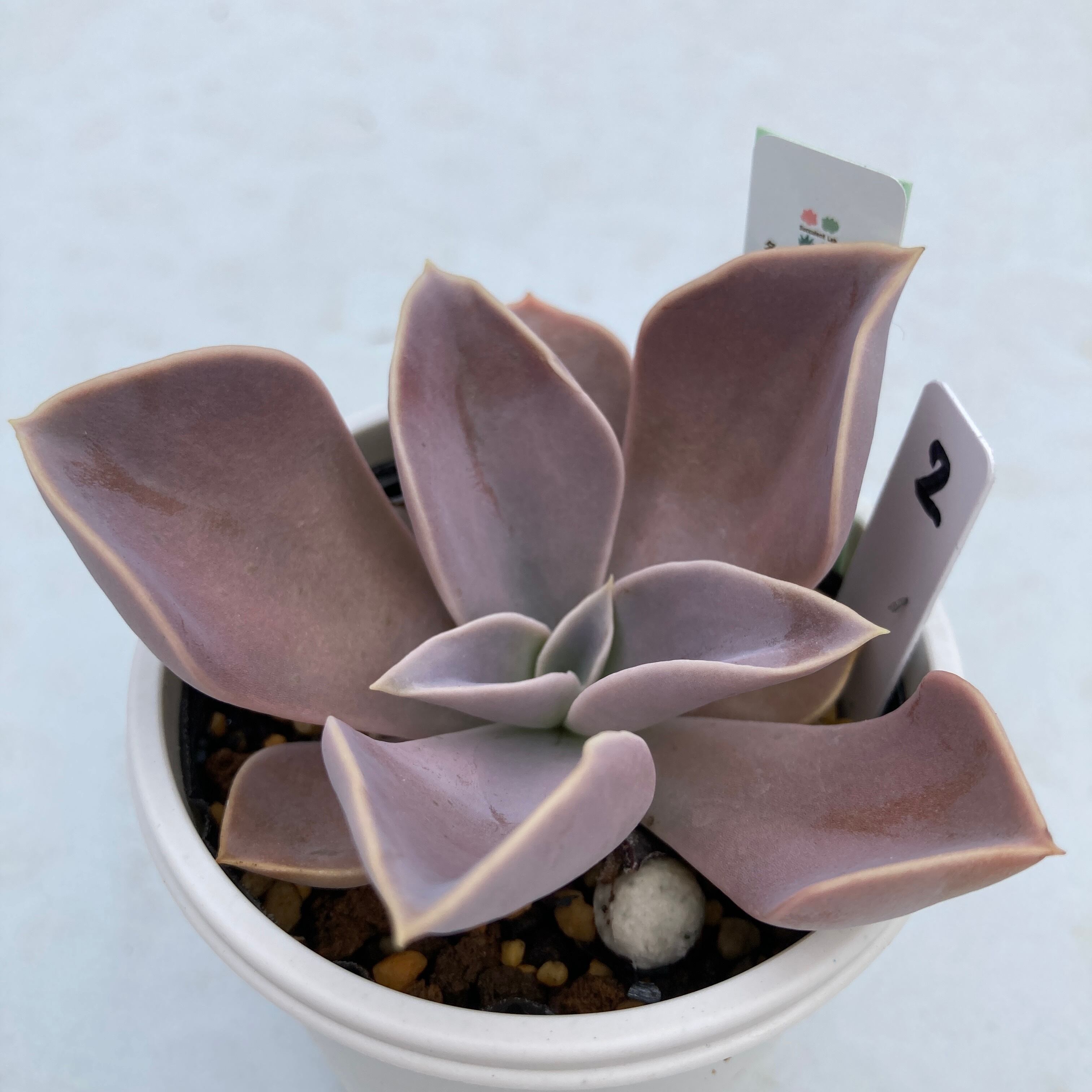 現物商品】ECHEVERIA strictiflora,Bustamante,NL ② 実生苗 | 多肉