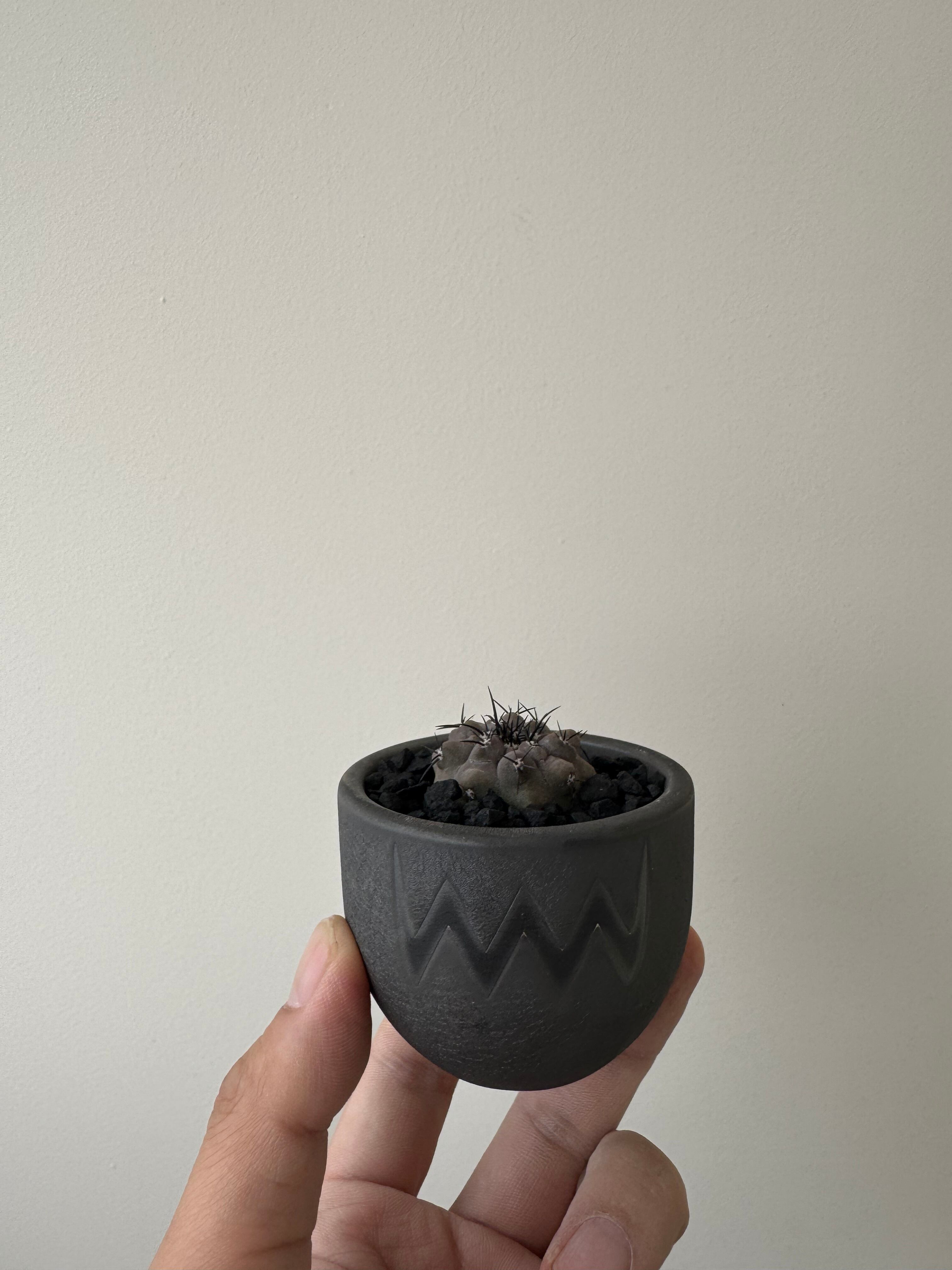 【扁平良型】Copiapoa cinerea × VALIEM BABY【俺の黒王丸】コピアポア シネレア