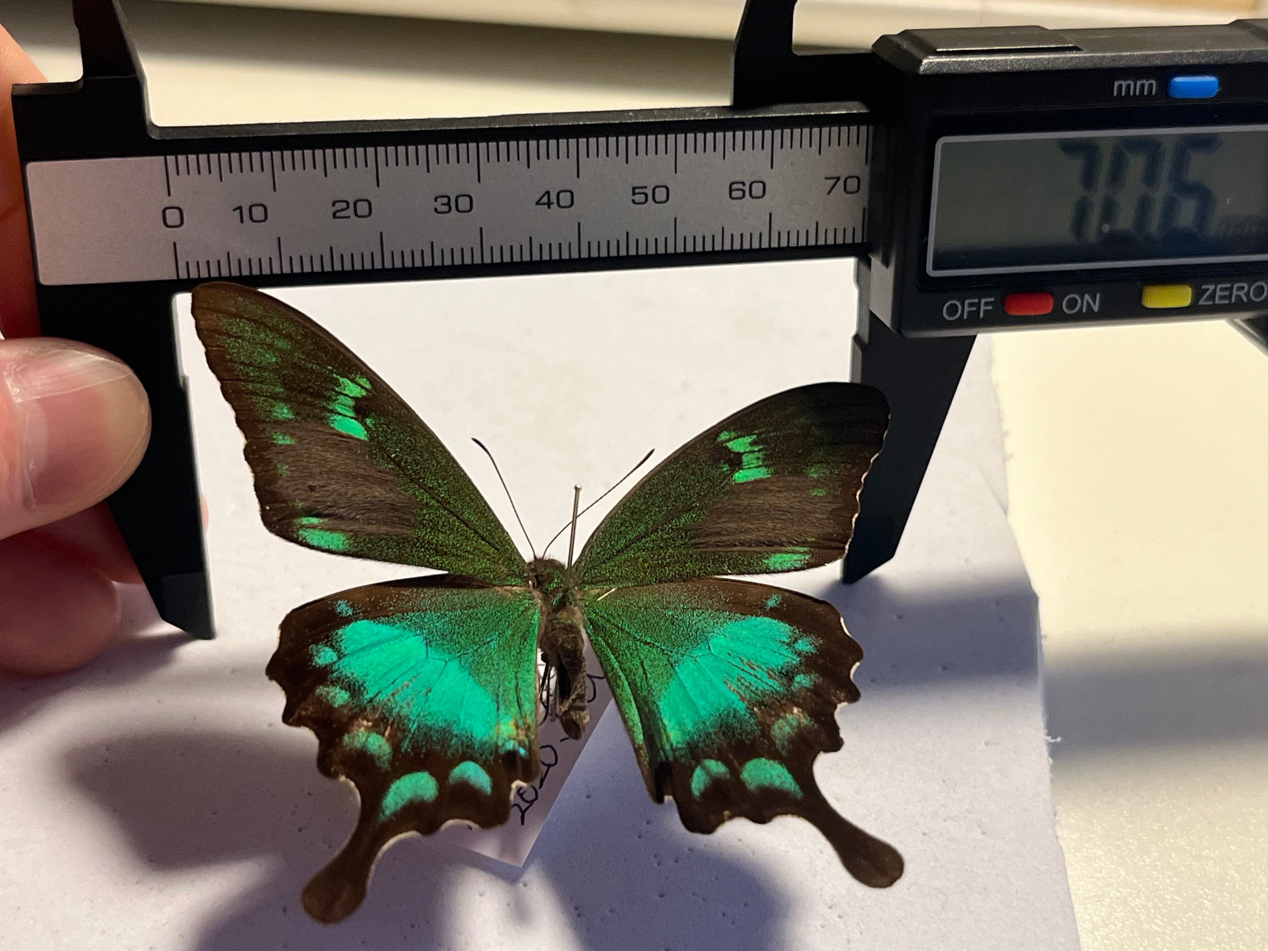 二色展開】スンバアオネアゲハ Papilio 外国産蝶標本 ルリモンアゲハ