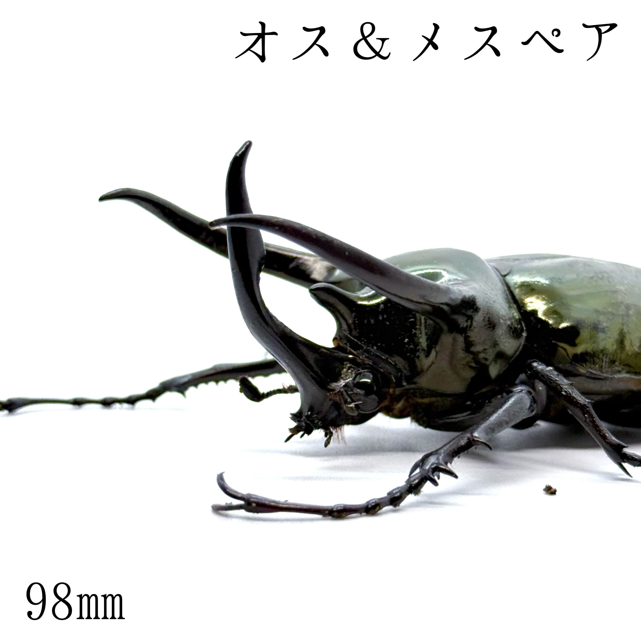 98㎜ / 成虫 / オス&メスペア / アトラスオオカブト
