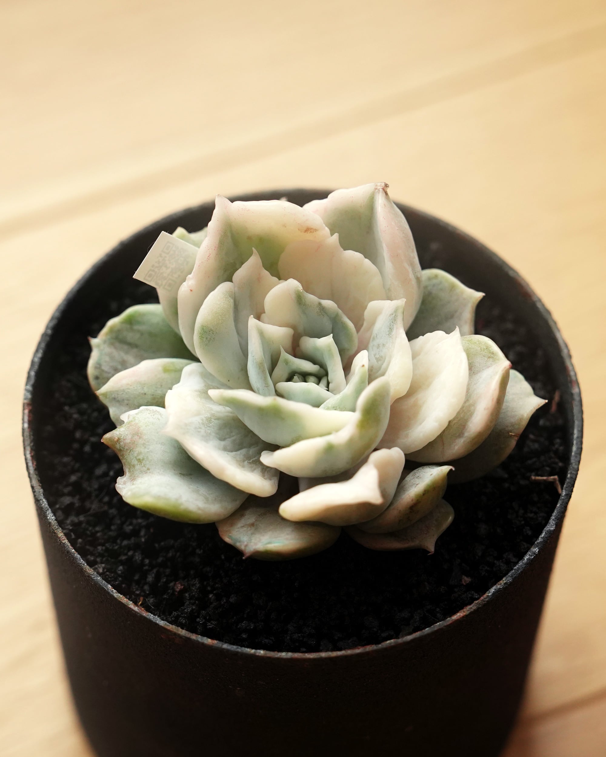 お取り置き専用　多肉植物　❁︎シュビル錦　未発根 022【三日月】おらいさん苗 ミックスベリア 成長記録 多肉植物