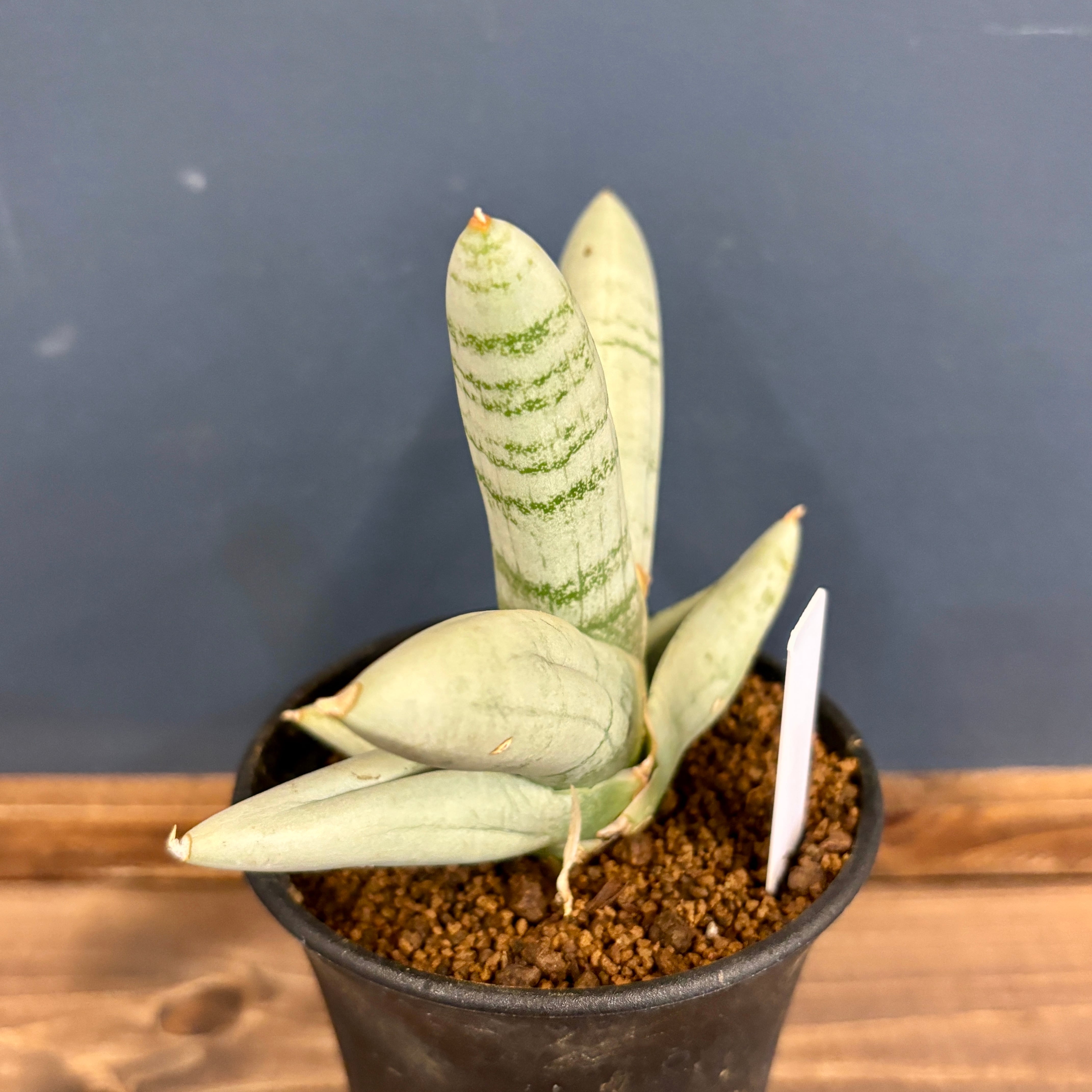 激レア サンスベリア ピングイキュラ 子株付 超巨大 希少サイズ ロリダ