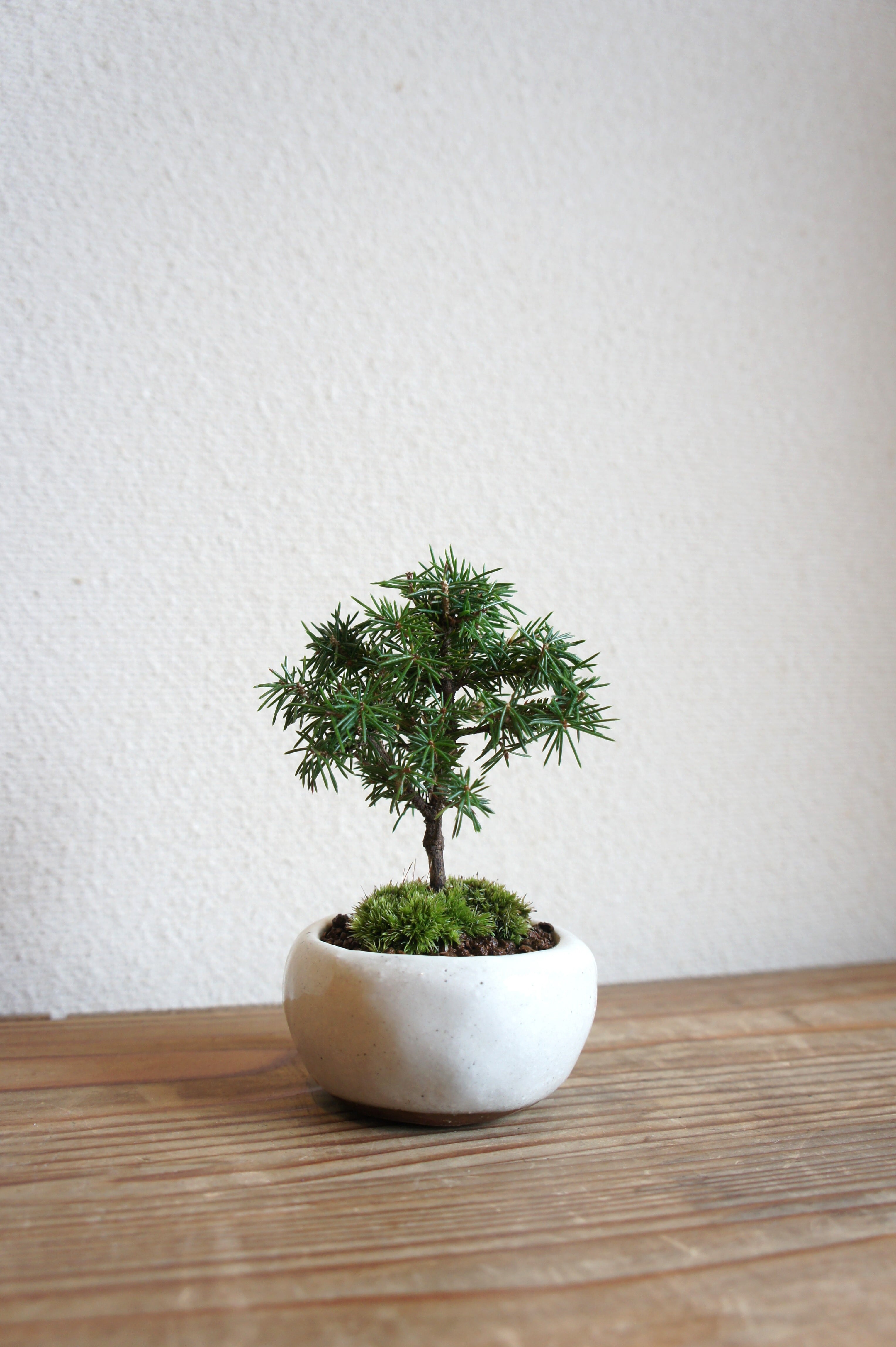 五葉松　斑入り　盆栽　8号陶器鉢つき　美形❗ 五葉松 斑入り 盆栽 8号陶器鉢つき 美形❗
