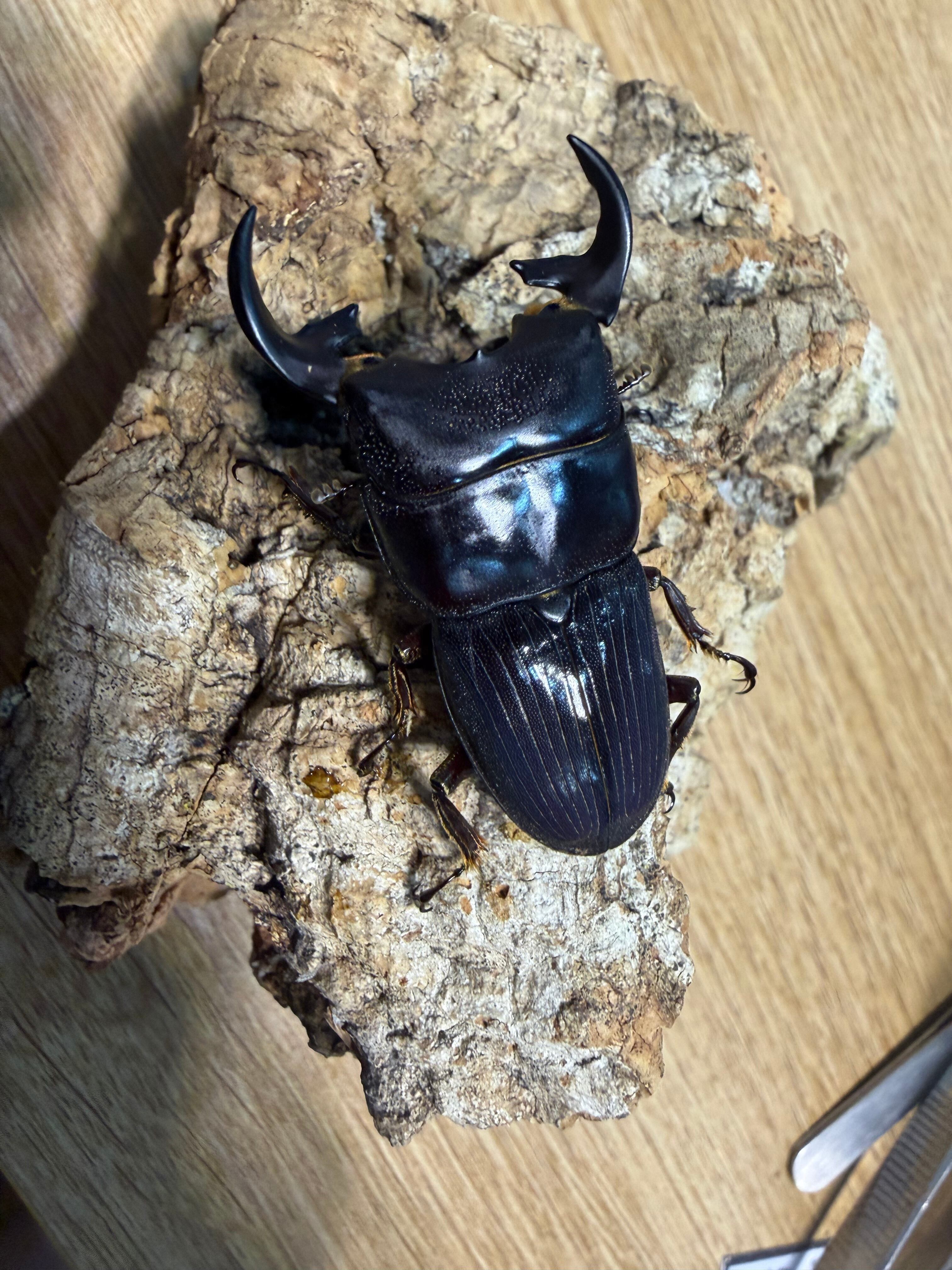Dorcus-MUGEN - ヘラクレスレイディ ♀単品② 56.4mm 【公式通販】