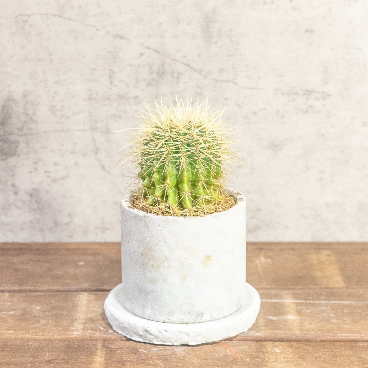 【ワイルドな狂刺が魅せる表情】金琥（キンシャチ）。一株ごとの厳選仕入れにより、トゲの密度と美しさにこだわり。手づくりモルタル鉢。｜虫発生抑制｜送料全国一律850円