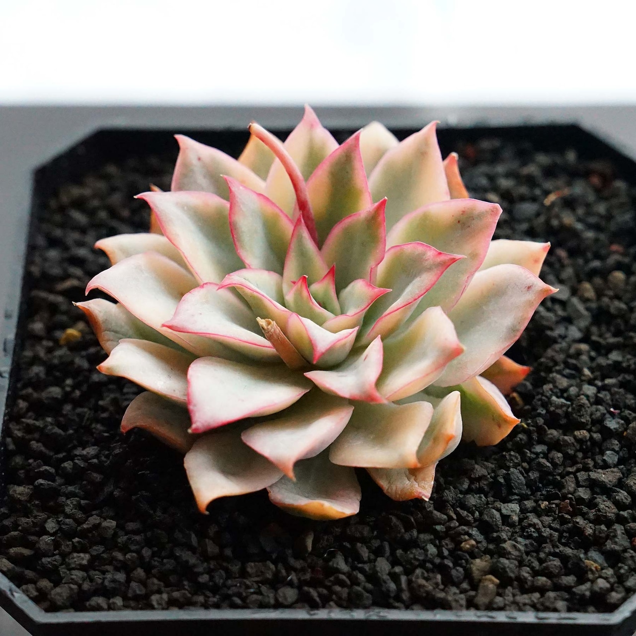 カット苗 エスター錦 標準サイズ Echeveria 'Esther Variegated'