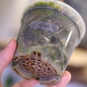 Alocasia dragon scale varigated⑤│アロカシア ドラゴンスケール 斑入│観葉植物