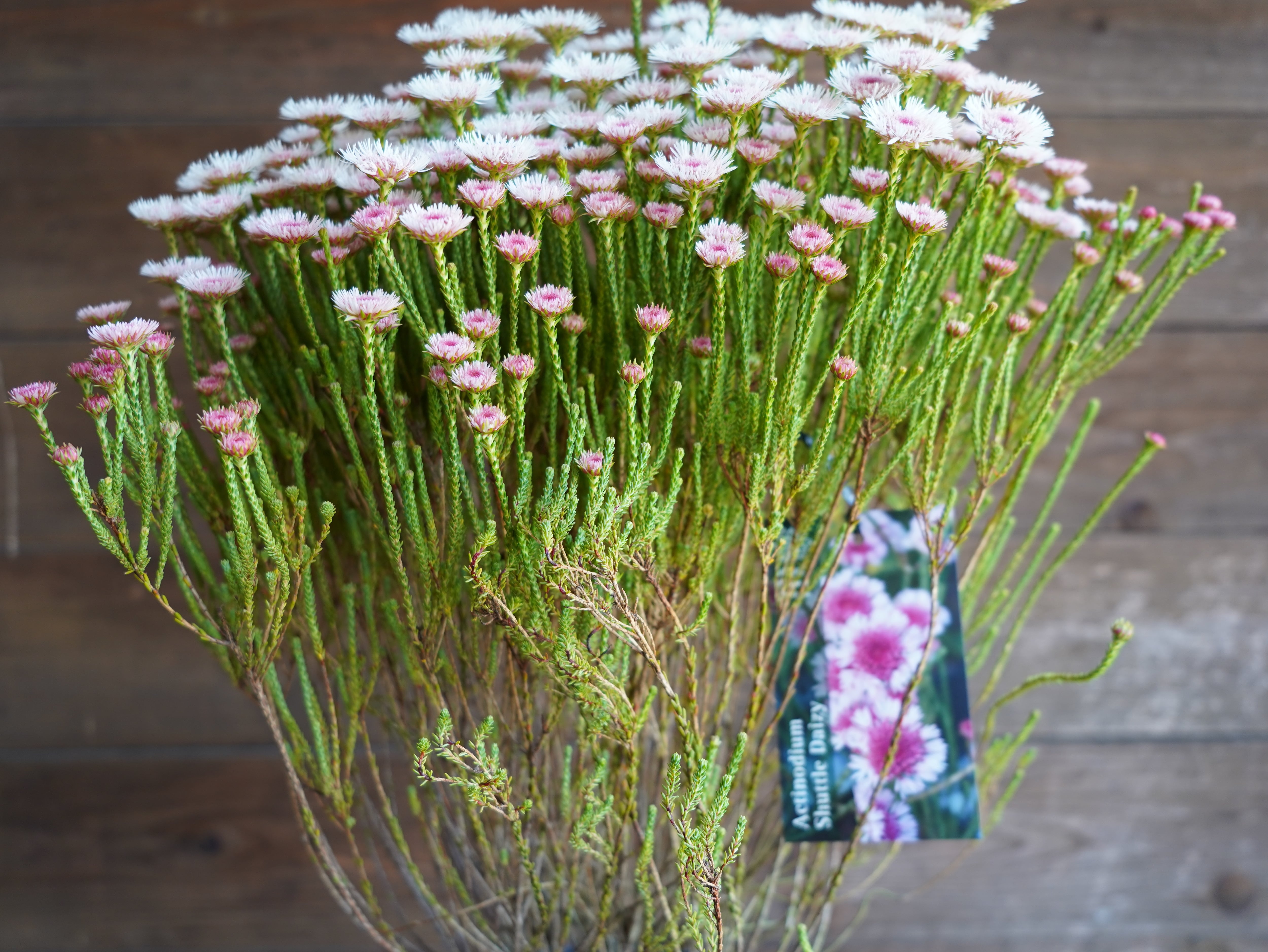 【現物】アクチノジウム　”シャトルデイジー”