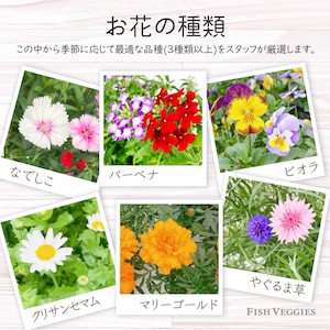 【食べられるお花】エディブルフラワー　化学肥料/農薬不使用の安心して食べられるお花