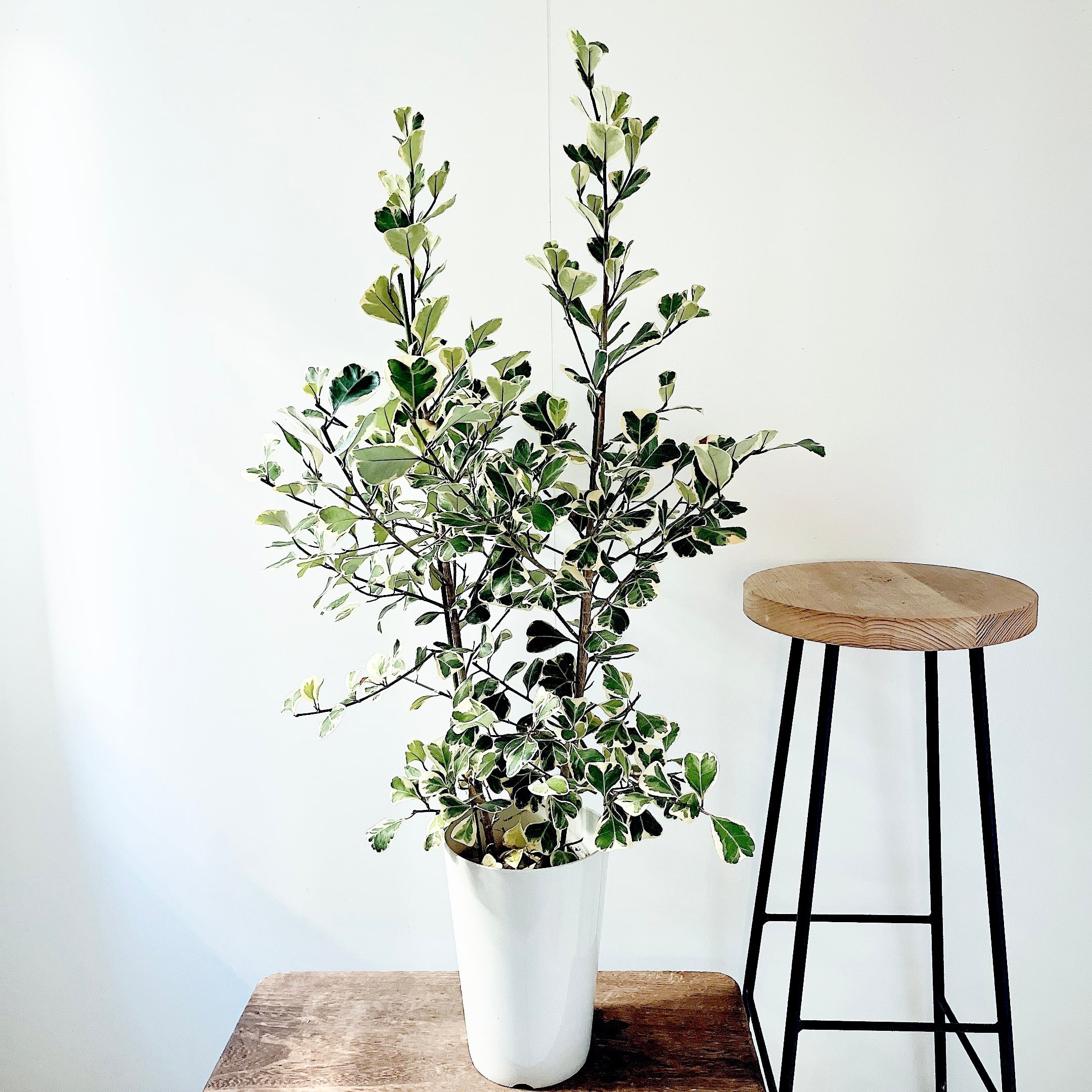 【おすすめ】鹿児島産 スーパーアレカヤシ Lサイズ 観葉植物 calm cafe スーパーアレカ アレカヤシ 観葉植物 大型 室内 calm cafe おすすめ