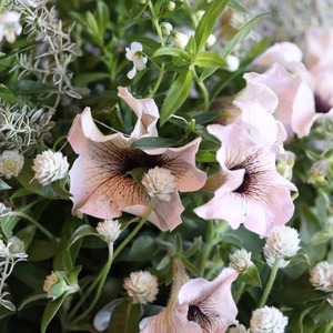 寄せ植え　ペチュニアロイヤルミルクティの寄せ植え｜届いてすぐ飾れる完成品｜玄関にオススメ｜新築・開店祝いギフト｜モンディマンシェ