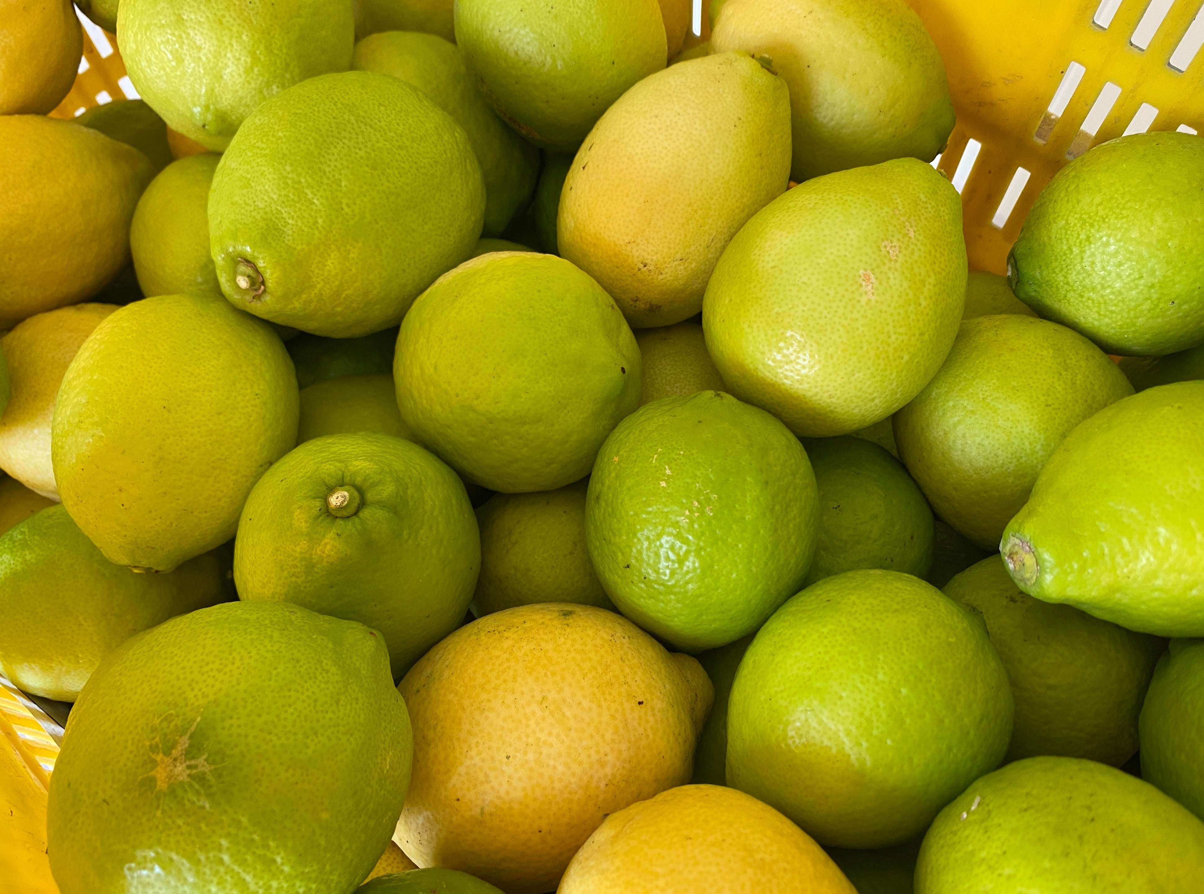 夏場に爽やか！希少な「サマー島レモン」 1kg（ハウス栽培） | わらしべ。