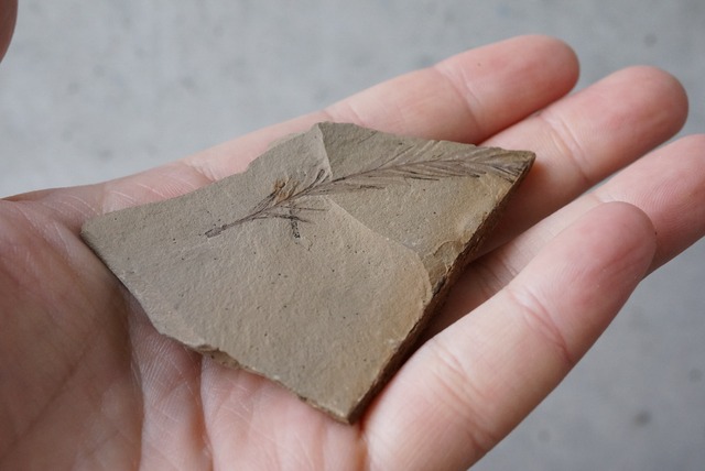 メタセコイア化石 1 Metasequoia sp.