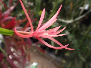 Epiphyllum hybrid 'Georges Favorite'　１０．５cmＰＯＴ