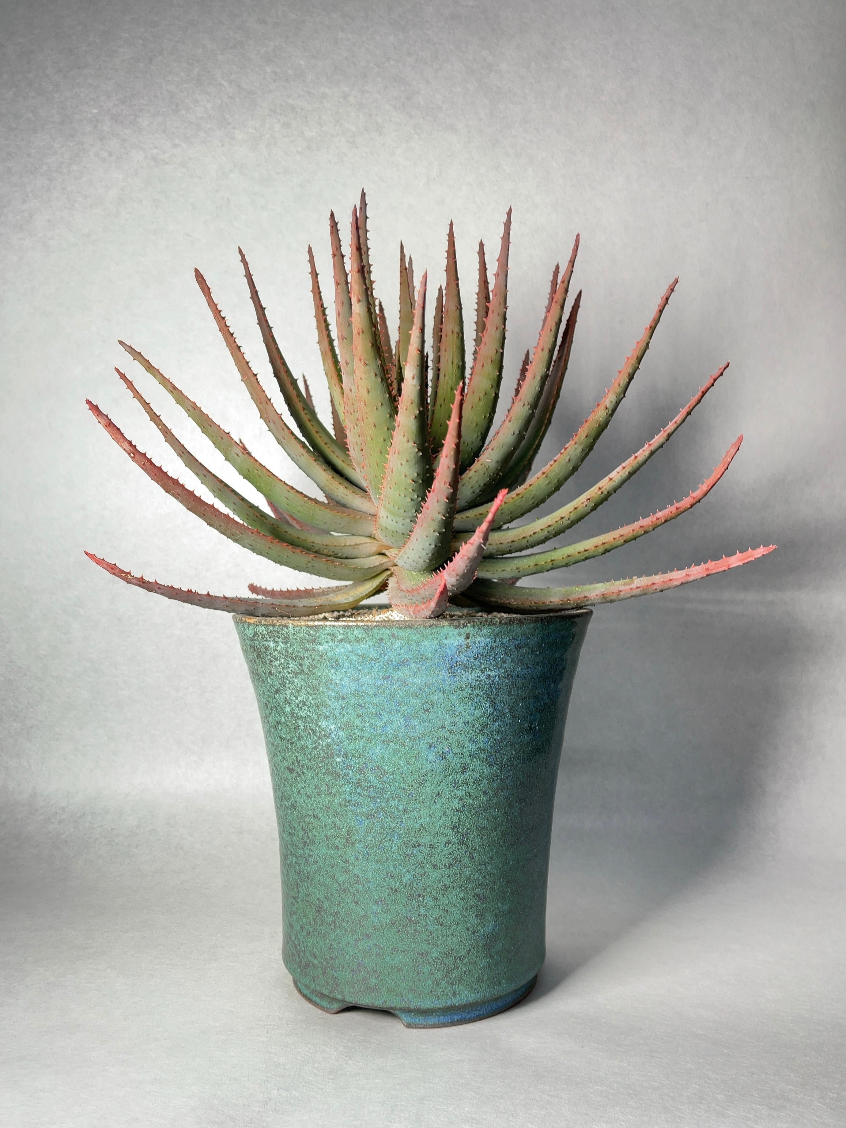 アロエ・コニフェラhyb. | trigger